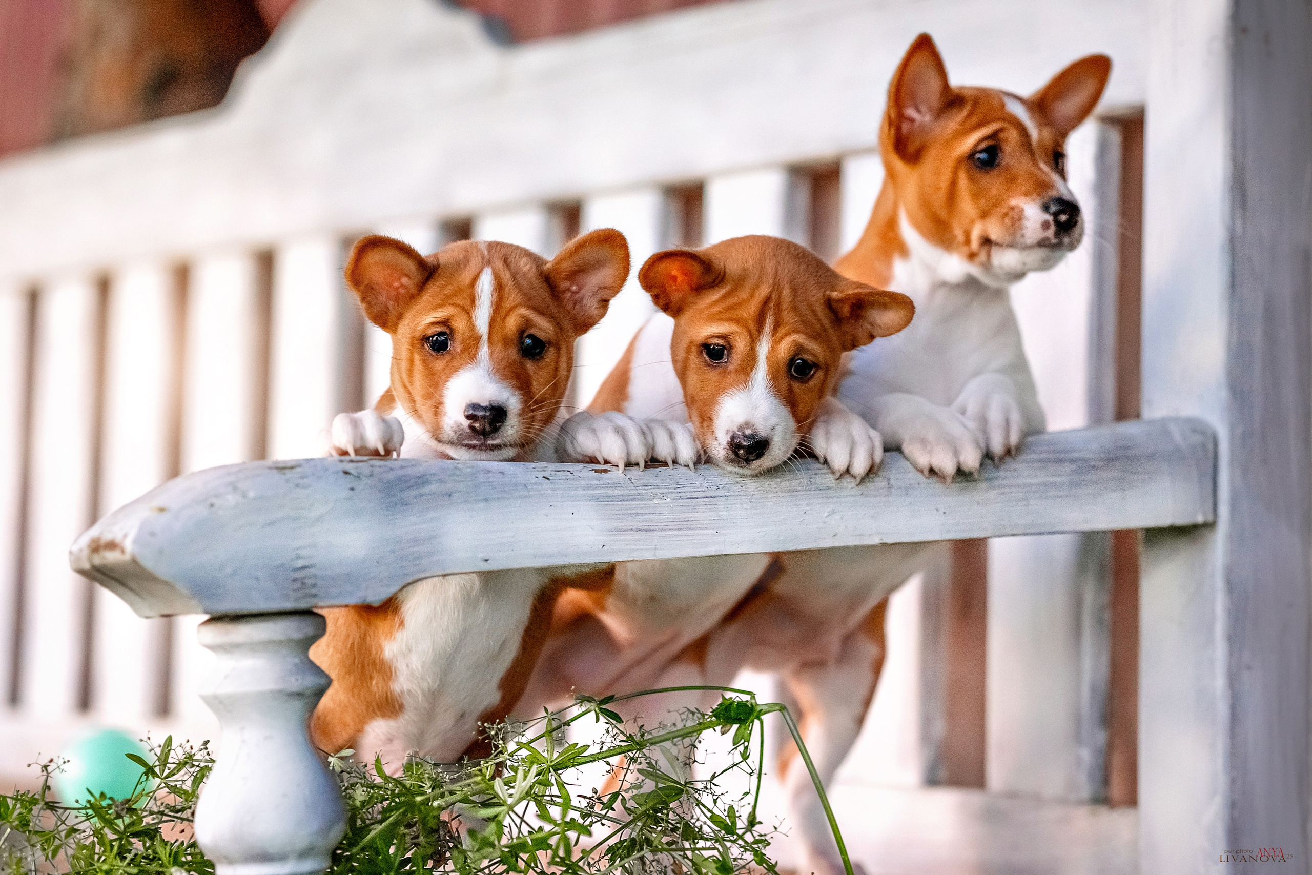 Басенджи. Фотограф анималист Аня Ливанова | Рыбинск