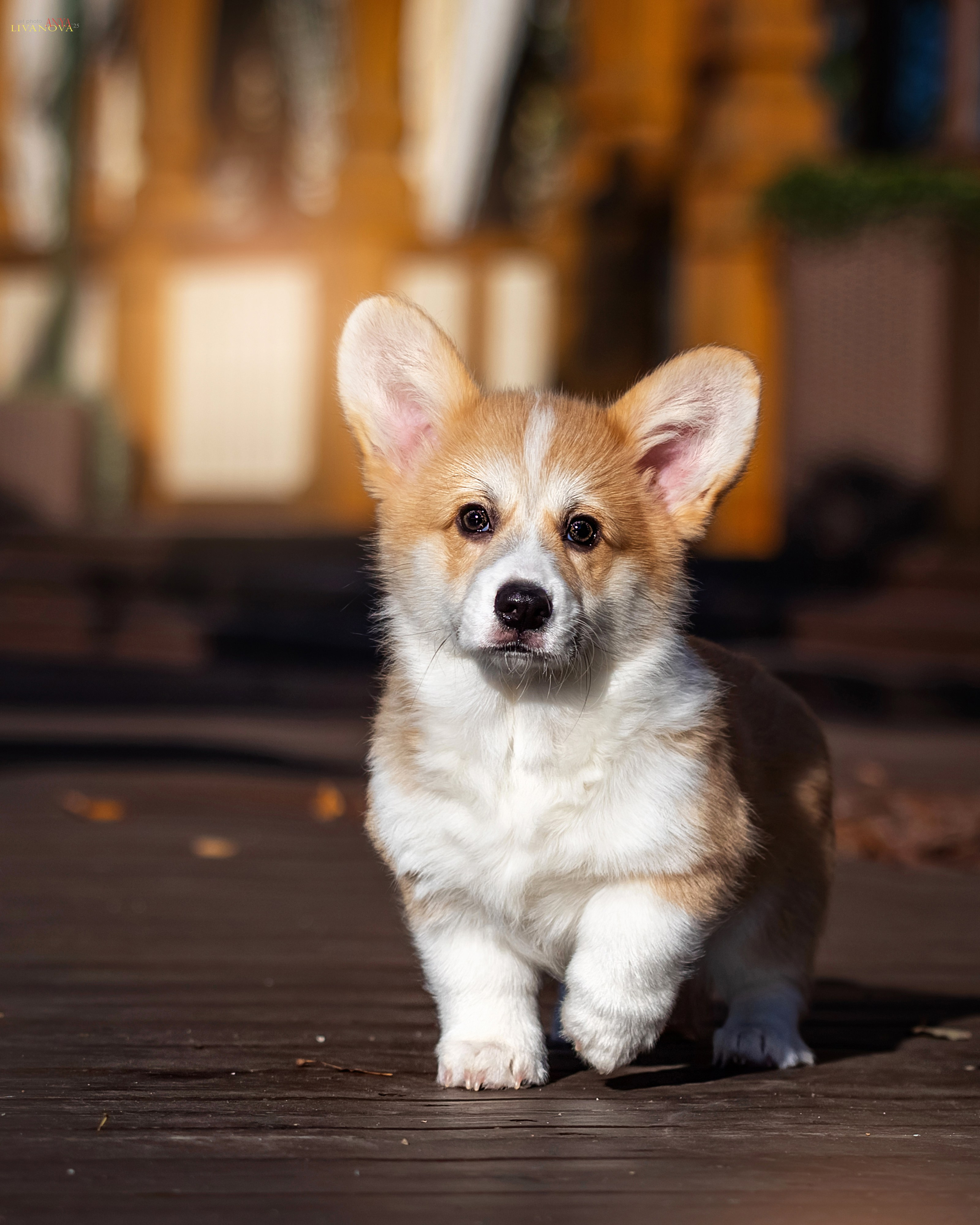 Коржики. Фотограф анималист Аня Ливанова | Рыбинск