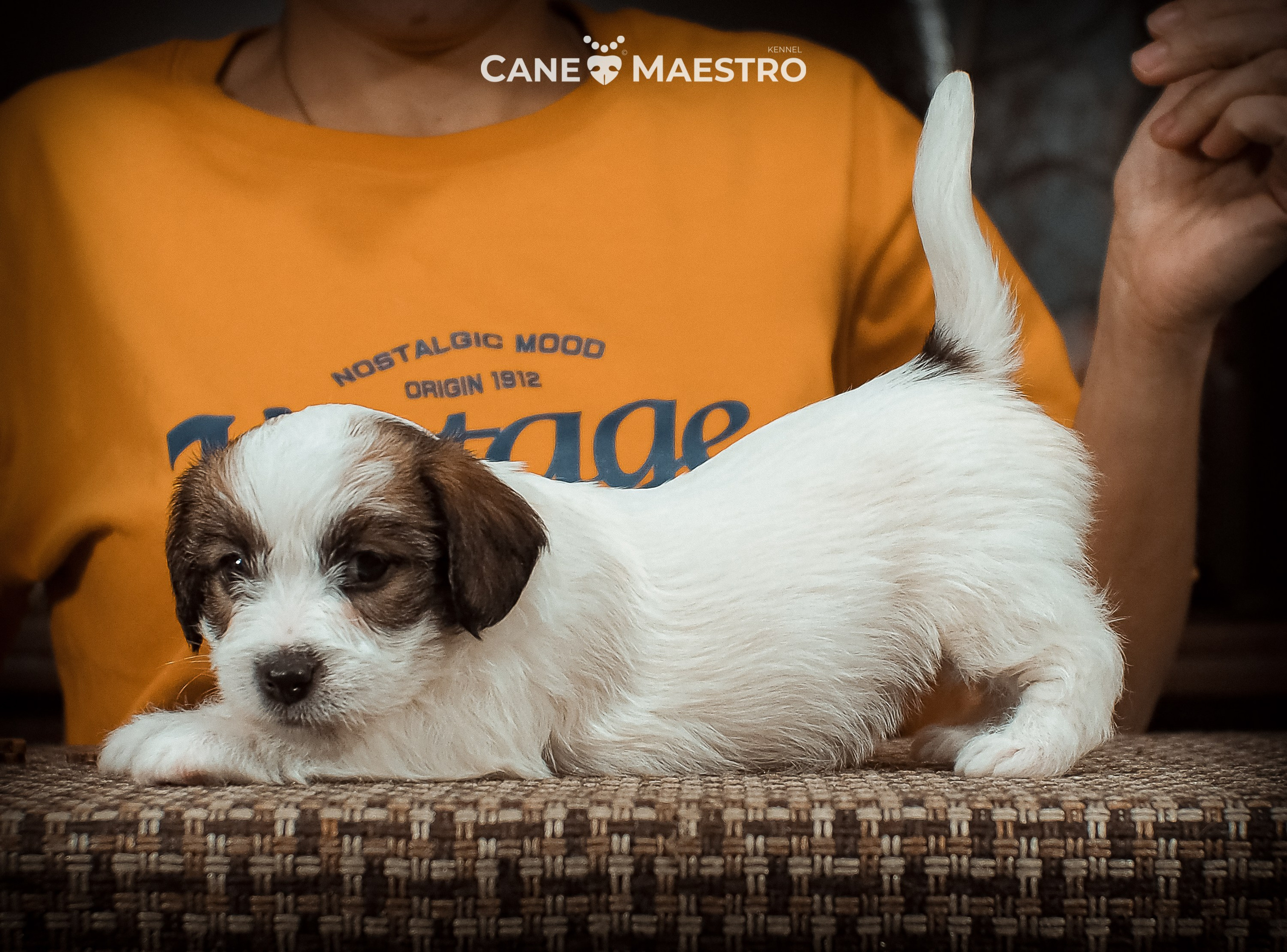 Сук_21_12_25. CANE MAESTRO — kennel Jack Russell Terrier