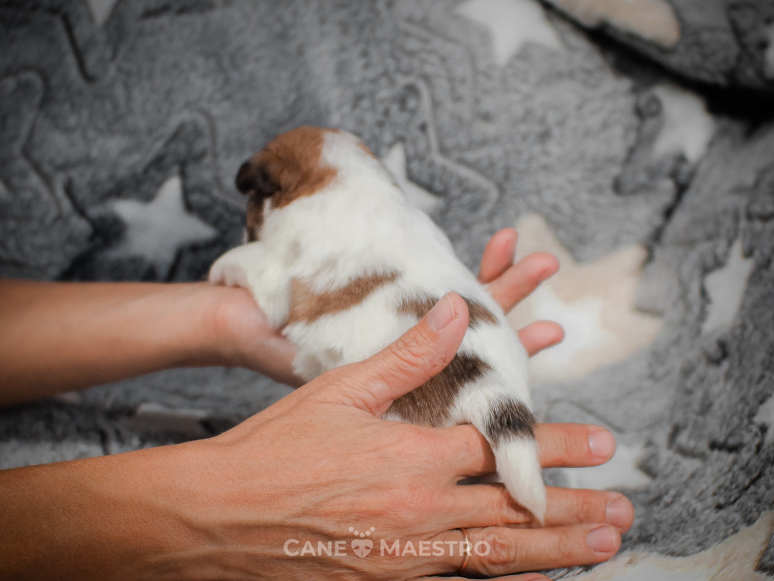 КобельZ1_ДРТ_брыж_27_08_25. CANE MAESTRO — kennel Jack Russell Terrier