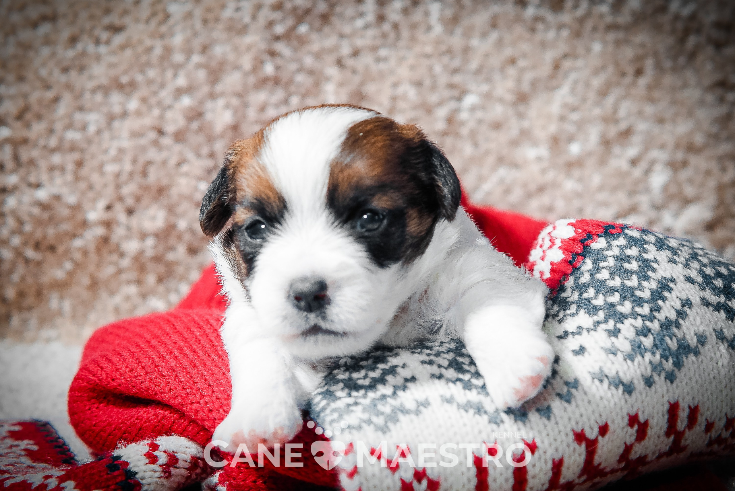 Мальчик 2. Кобель бело-рыжий. Джек рассел терьер щенок. КАНЕ МАЭСТРО — питомник Джек рассел терьеров