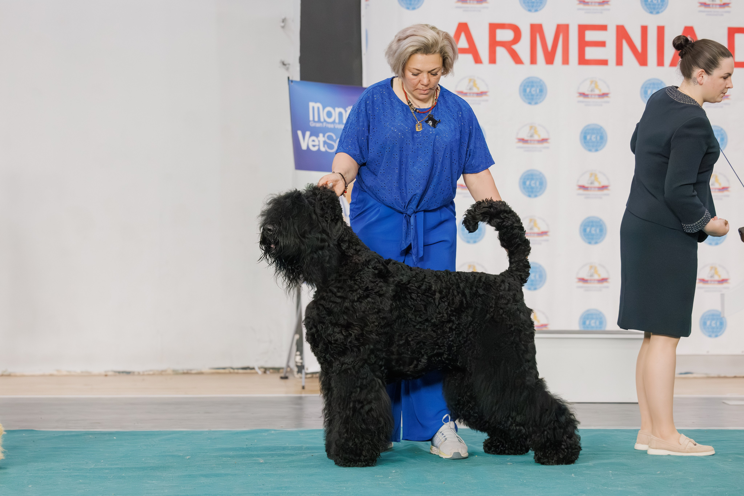 Ереван 2х CACIB 29-30.04.2025. Фотограф-анималист Юлия Германика
