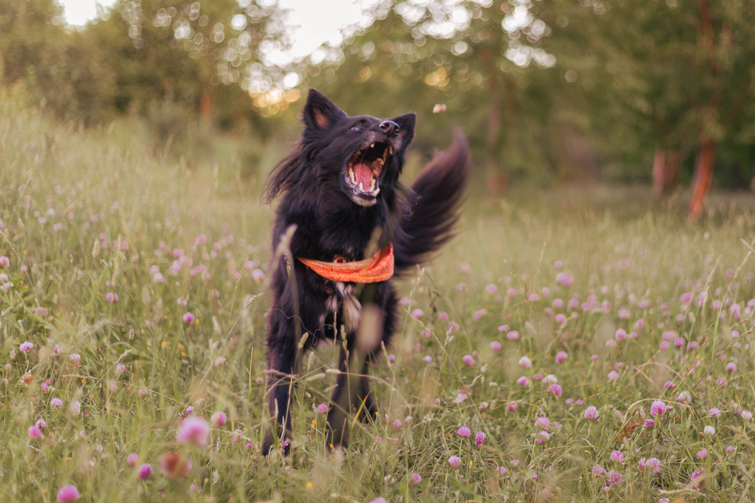 Александра и Грэмпи. Свадебный и семейный фотограф в Сургуте и ХМАО Черепанова Наталья