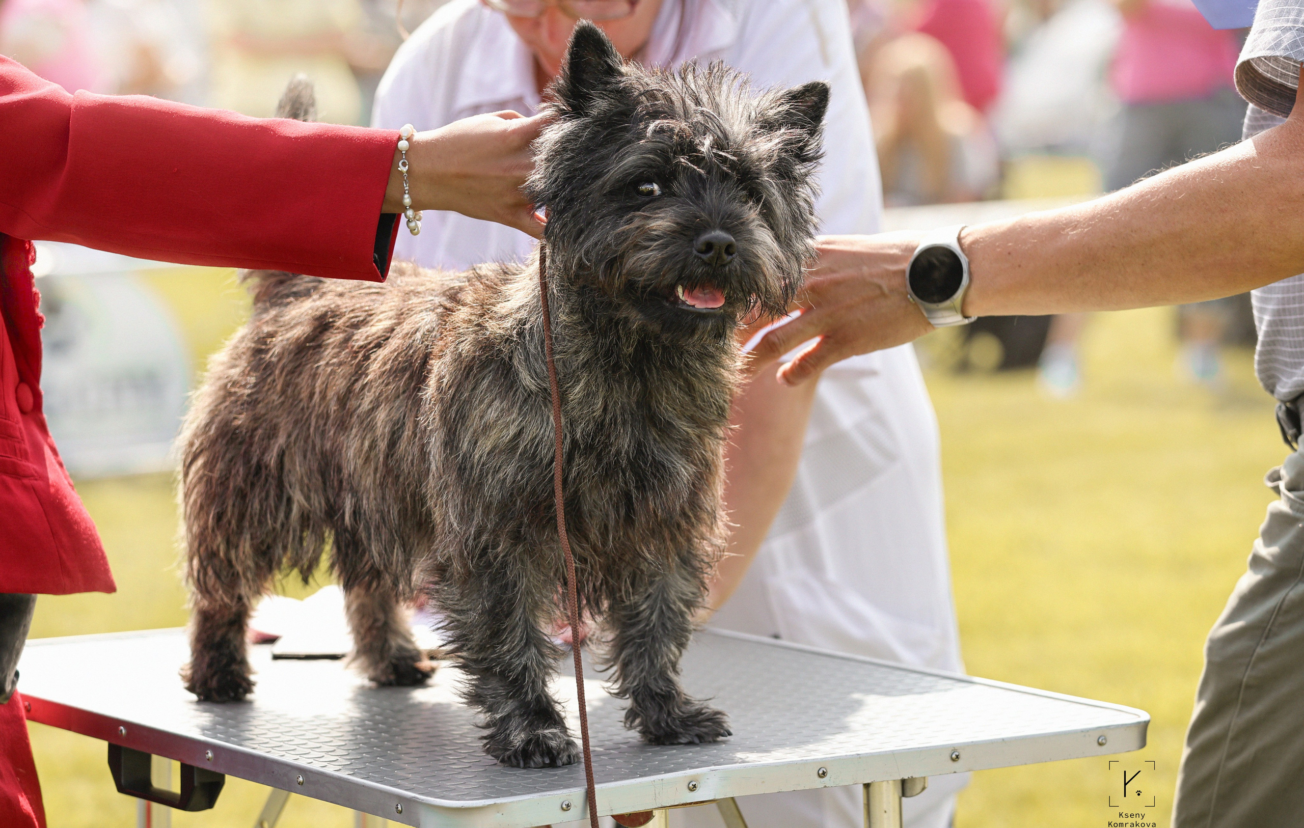 Съемка собак. Анималистика. Репортаж. Индивидуальная съемка