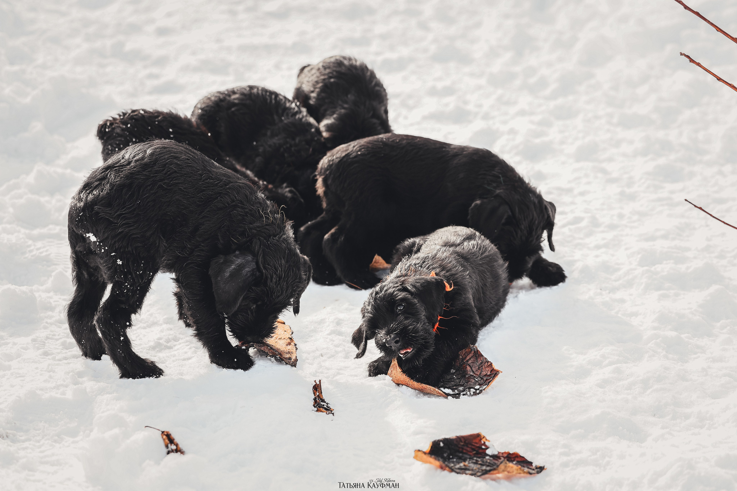 Ризеншнауцер, щенки ризеншнауцера, купить ризеншнауцера, купить щенка, ризеншнауцер Новосибирск, фотосъемка щенков, фотосессия собак, заказать фотосессию, фотографии щенков, сфотографировать щенка, фотограф Анималист, фотограф собак Новосибирск, фотограф анималист Новосибирск