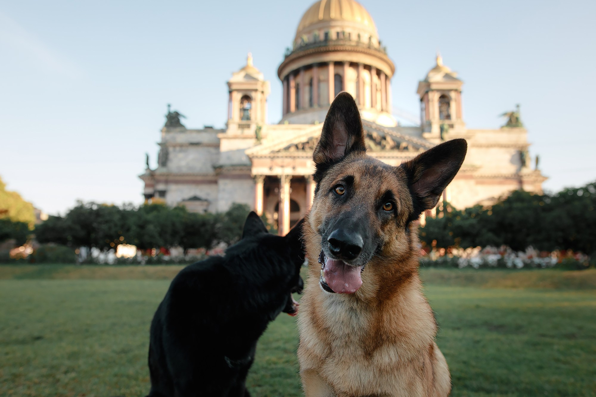 Алена, Кай и Мара. Фотограф-анималист Mary Mart — Москва, Питер