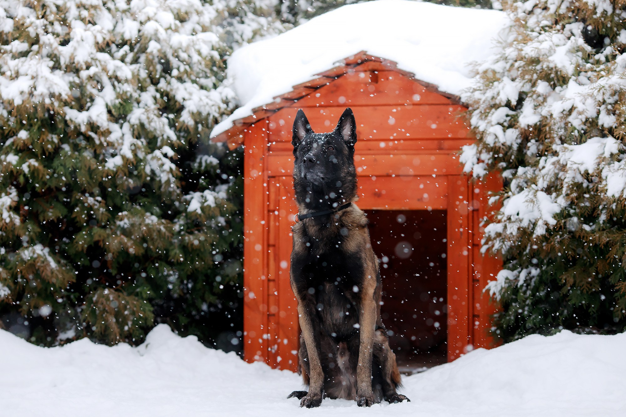 Зорро. Фотограф-анималист Mary Mart — Москва, Питер