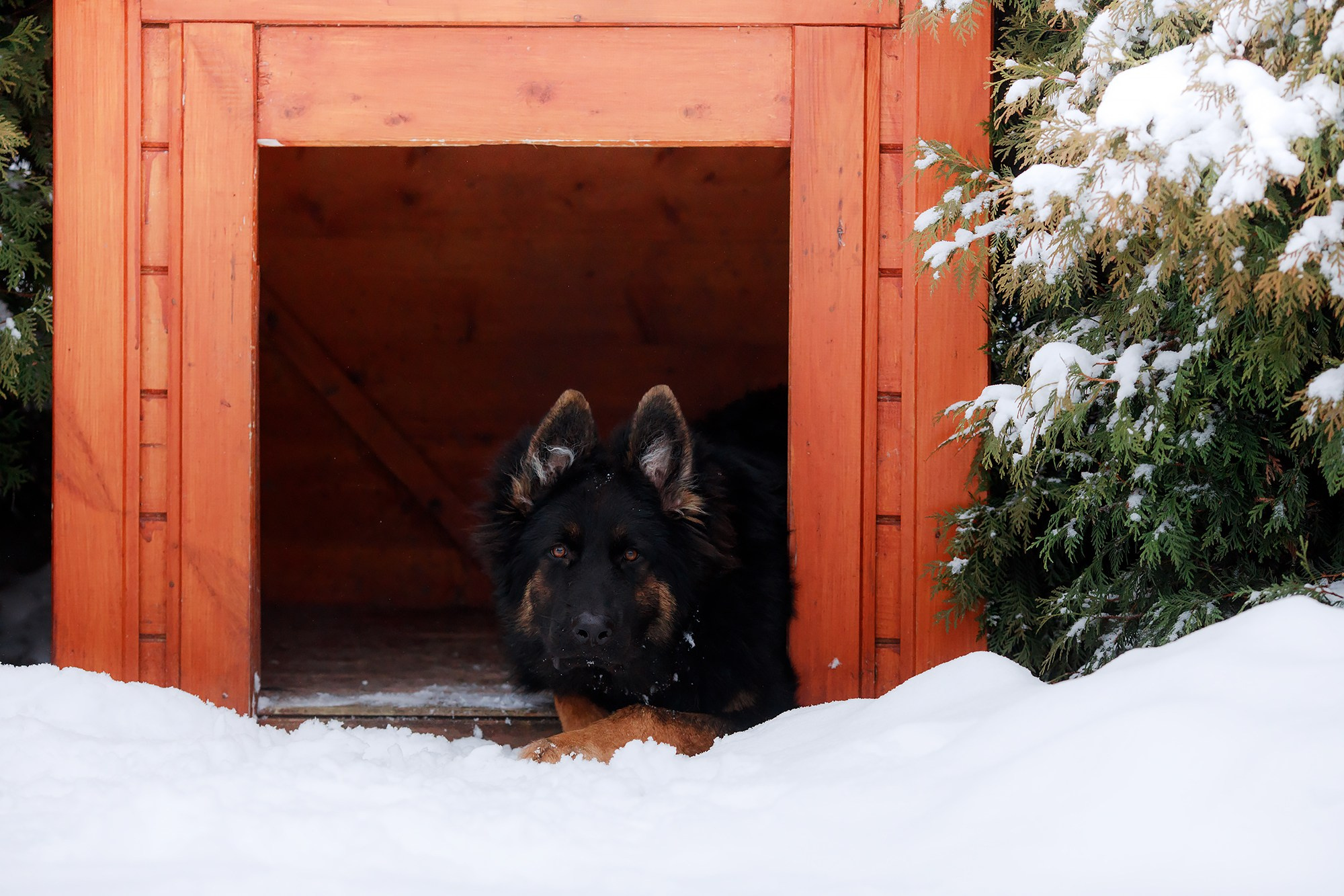 Зимние портреты. Фотограф-анималист Mary Mart — Москва, Питер