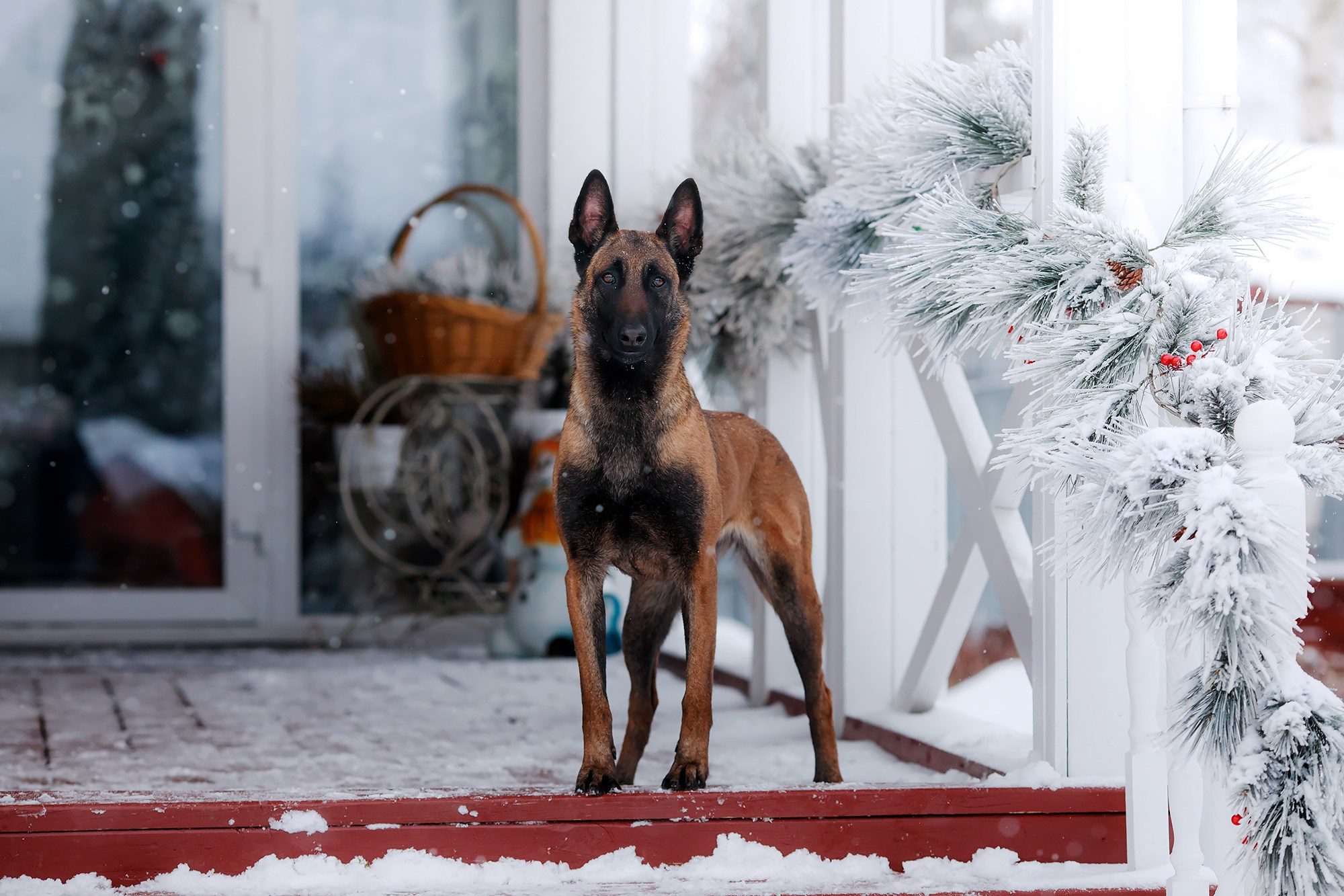Зимние портреты. Фотограф-анималист Mary Mart — Москва, Питер