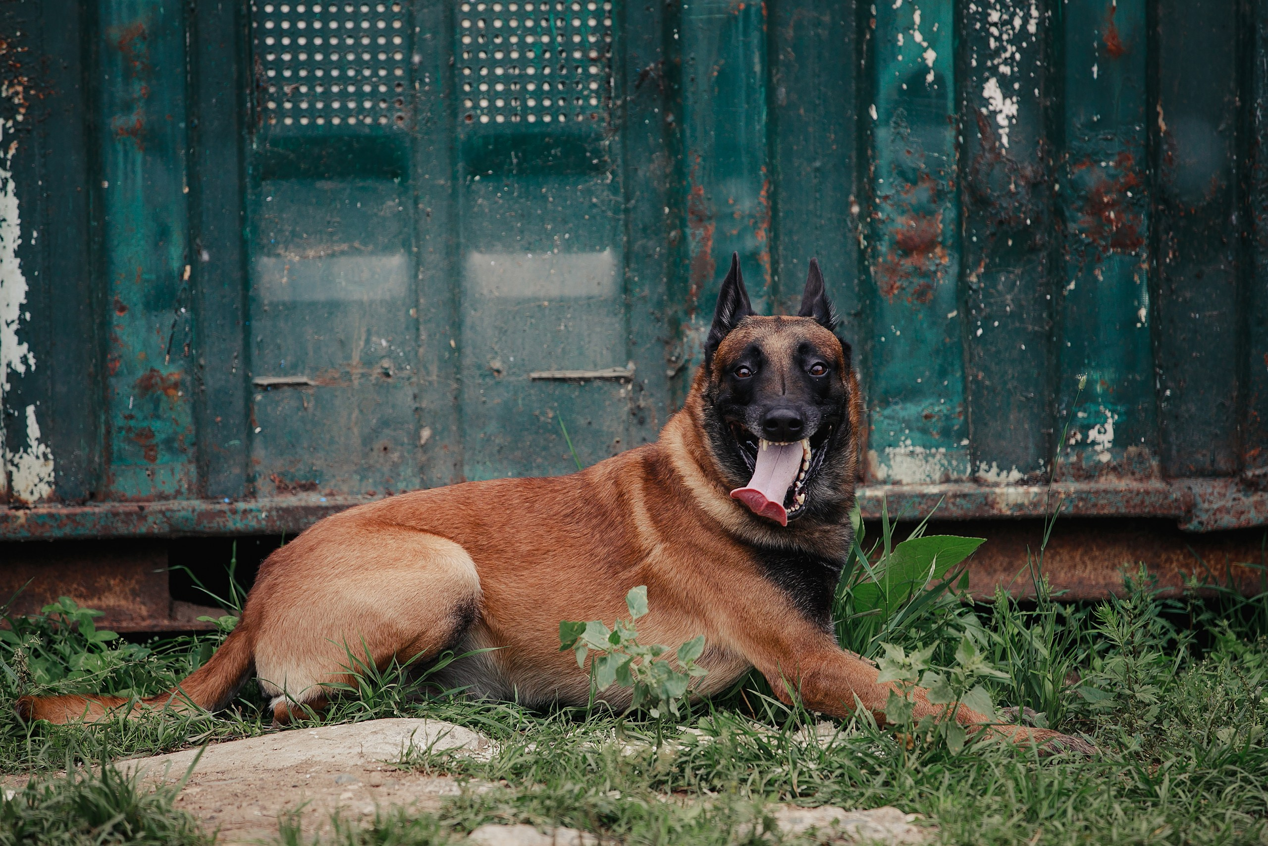 Мондьоринг М1, М2, М3, Вологда. Фотограф-анималист Mary Mart — Москва, Питер