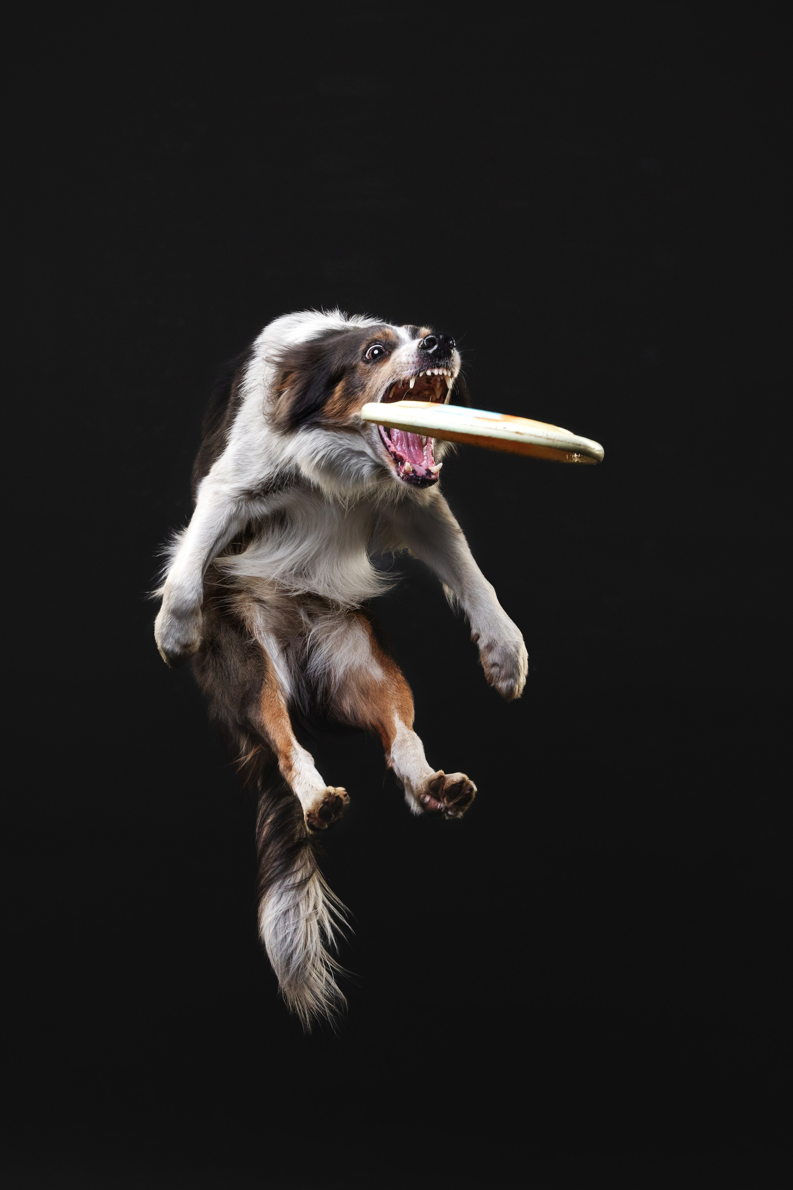 Бордер колли. Фотограф анималист Осипчикова Мария