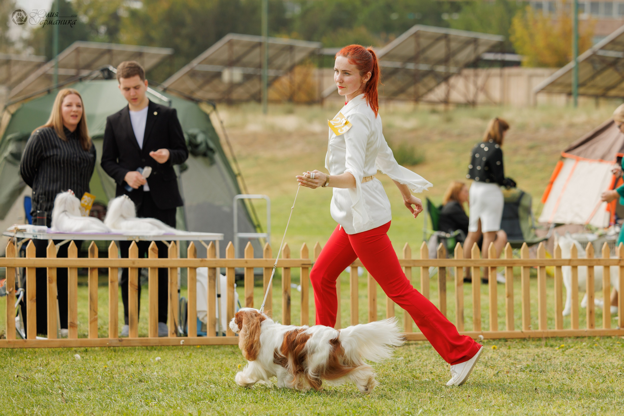 Армения,Ереван 3хCACIB 15-17.10.2024. Фотограф-анималист Юлия Германика