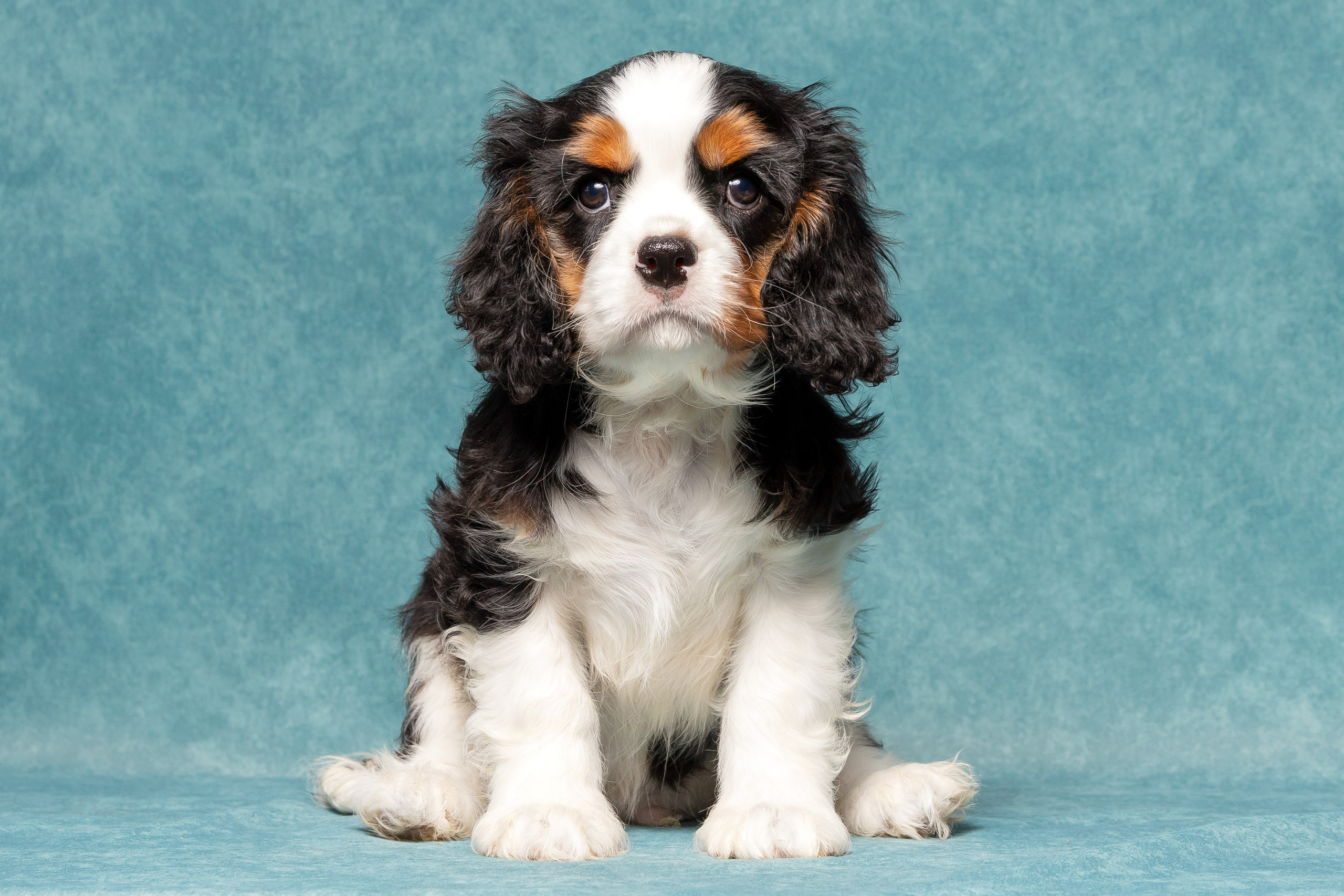 Кавалер Кинг Чарльз спаниель. Юлия Микульская. Рыбинск