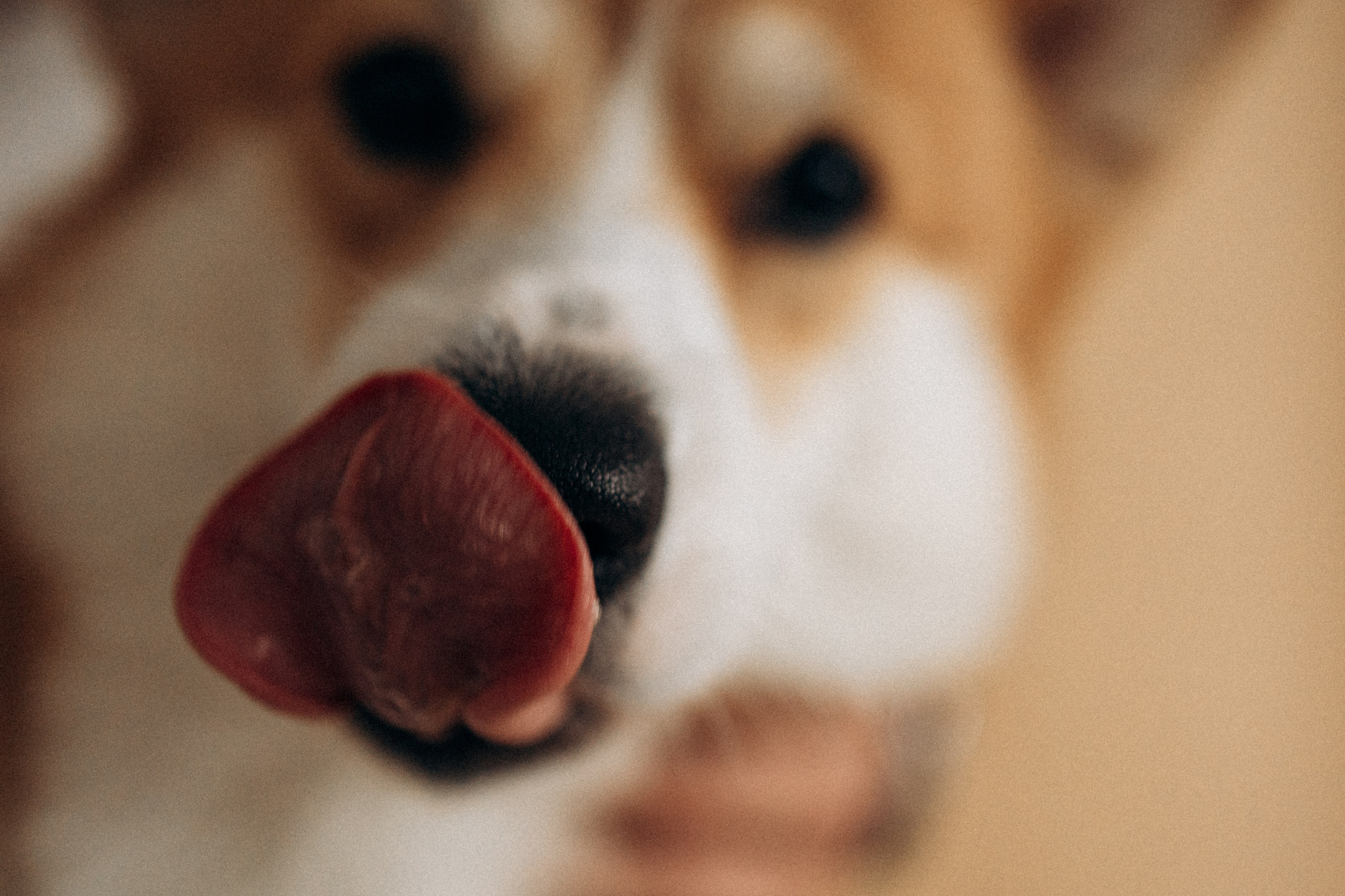 Зевс и его семья. Фотораф — анималист Мария Шистка