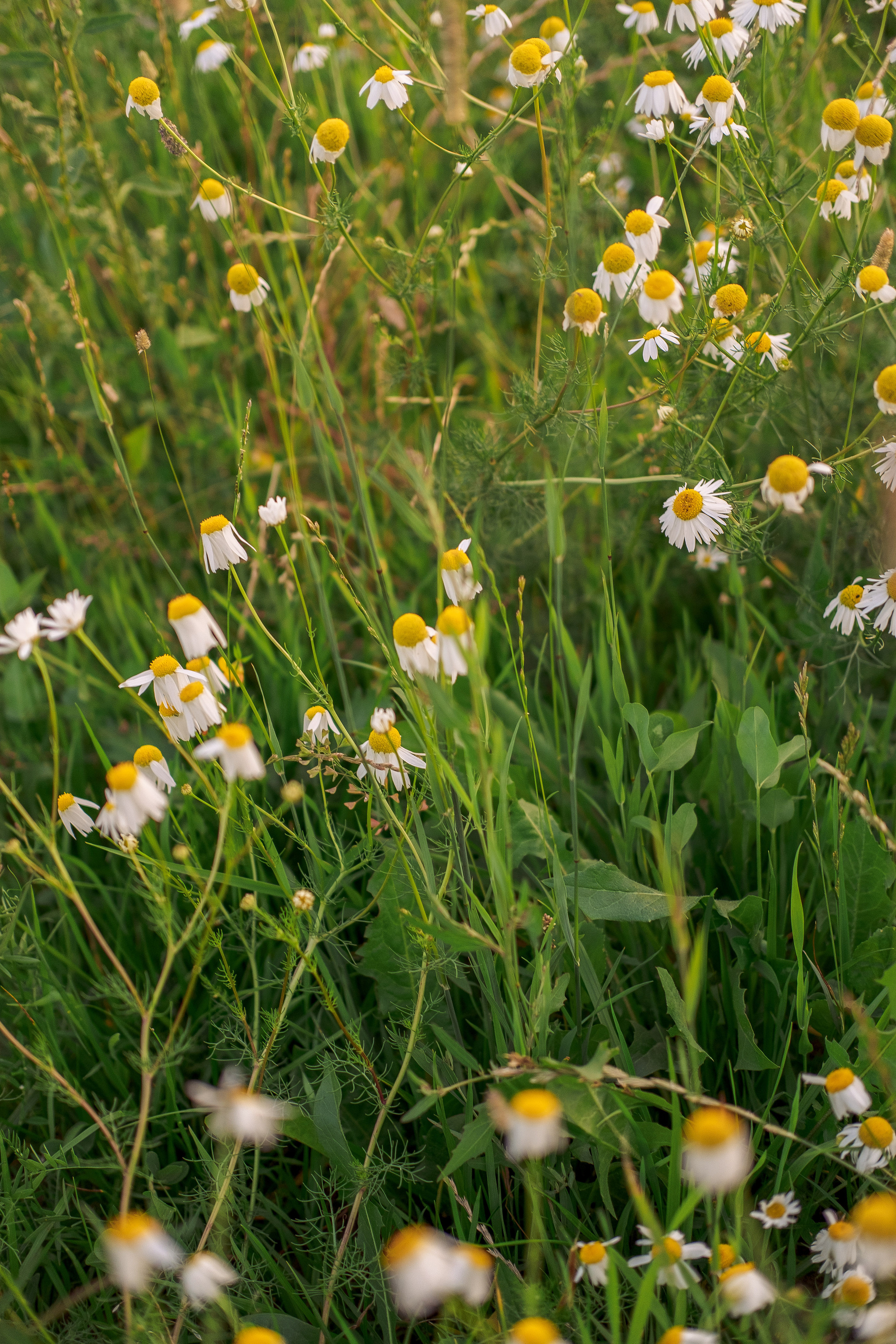 Уличная женская фотосессия в Питере