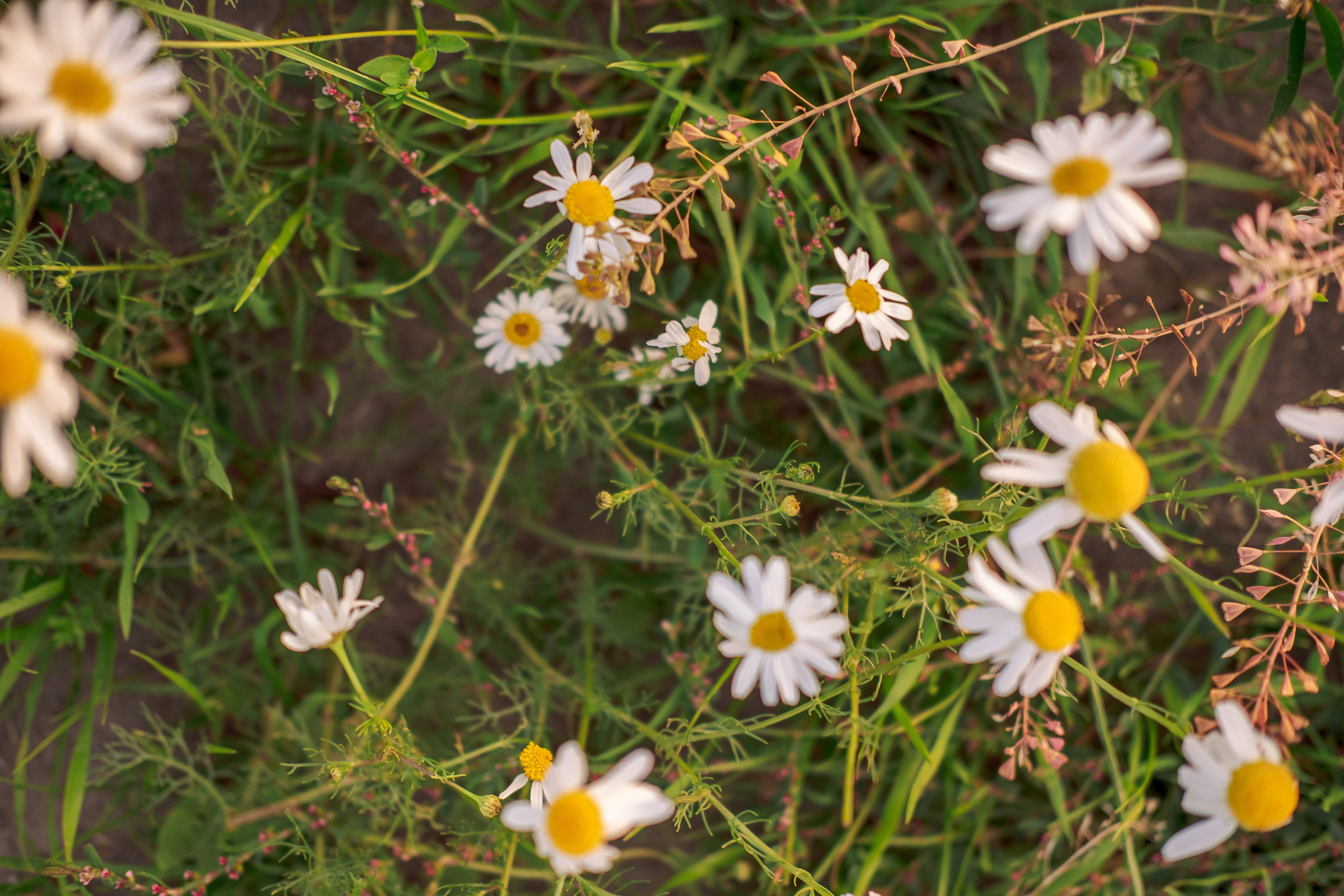 Уличная женская фотосессия в Питере
