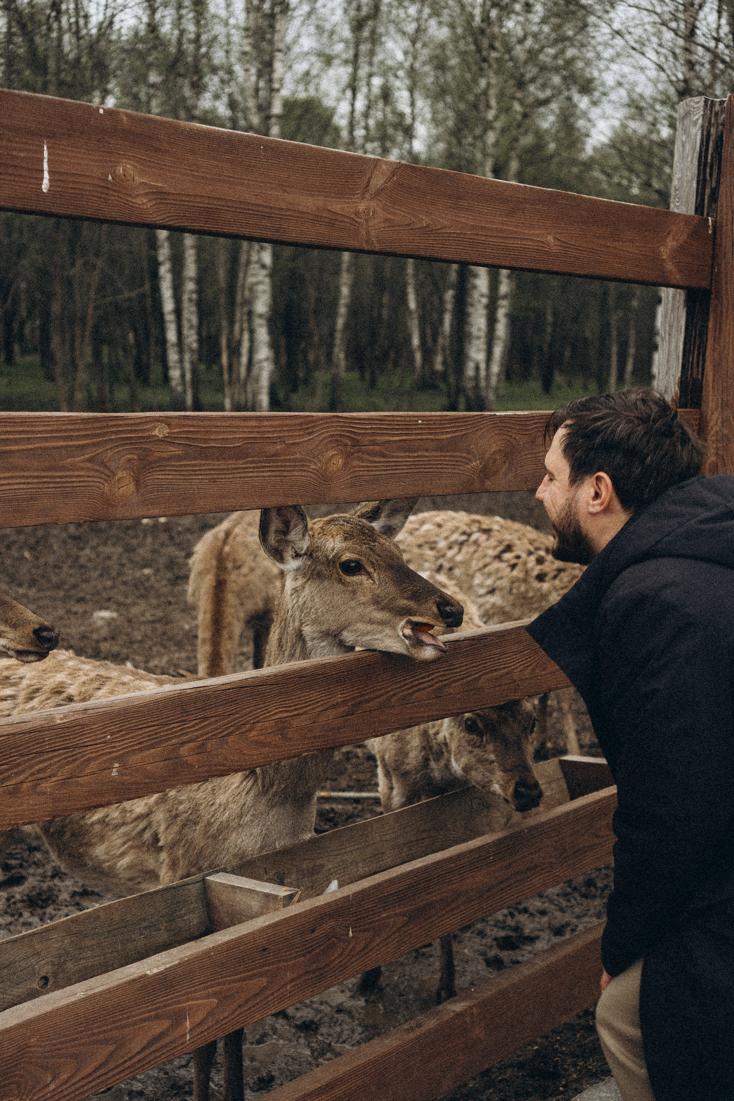 ОЛЕНЬЯ ФЕРМА В ТВЕРИ. Профессиональный фотограф, Санкт-Петербург — Виктория Богомолова