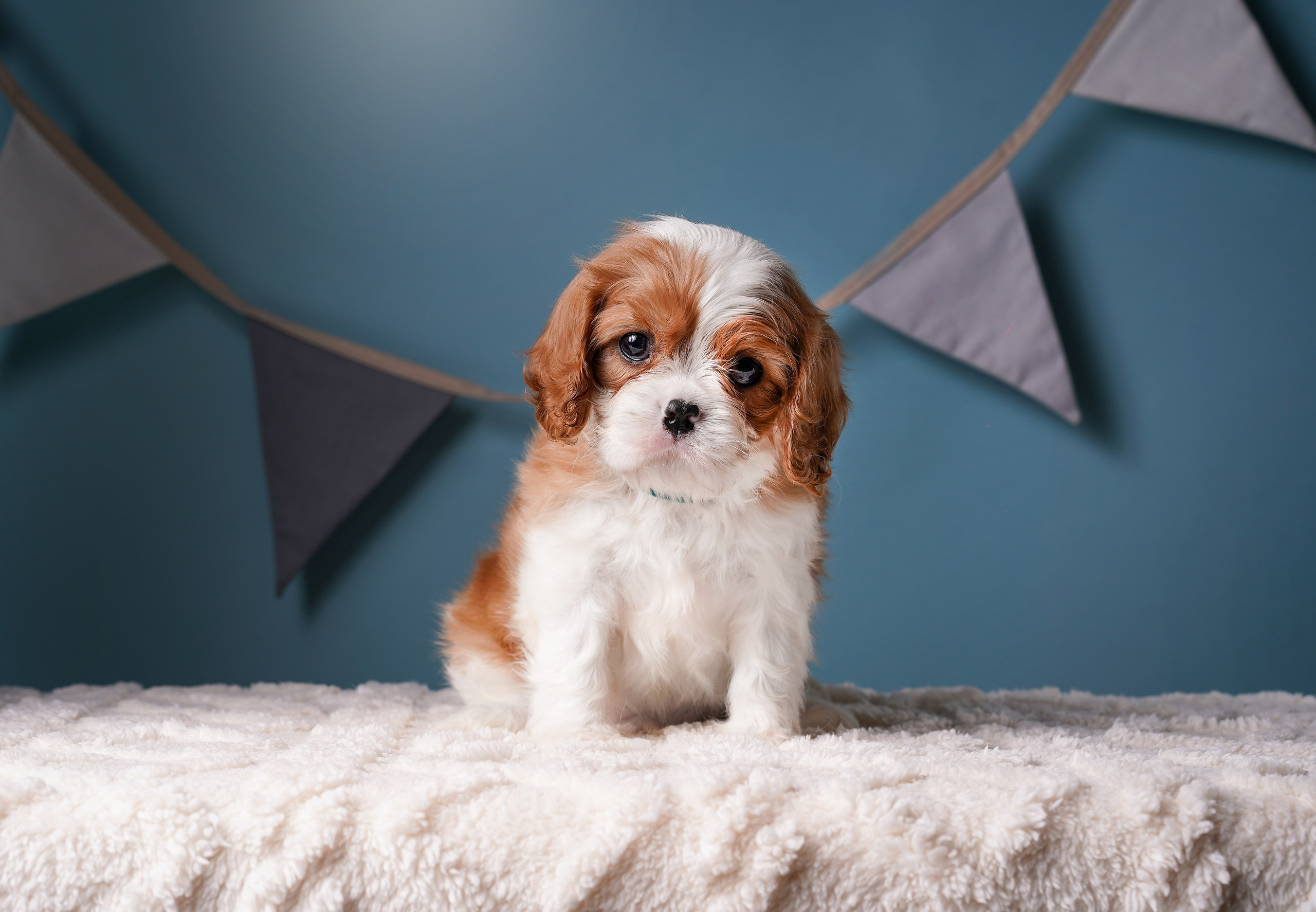 Щенки кавалера. Фотограф-анималист в Санкт-Петербурге Яна Мартынова