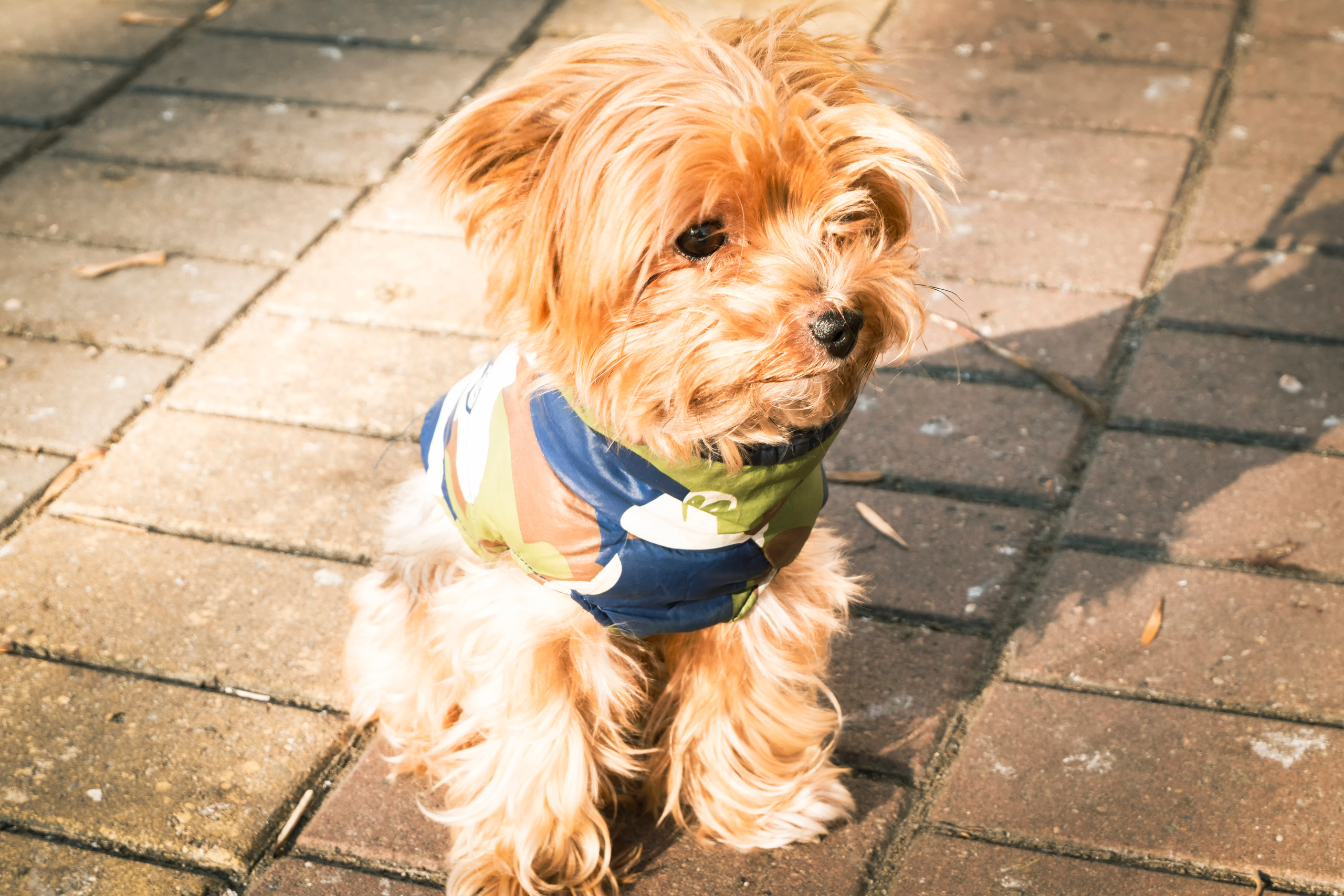 Fibi &Alex (Gomel). Фотограф (photographer) Lischinski Vitaliy