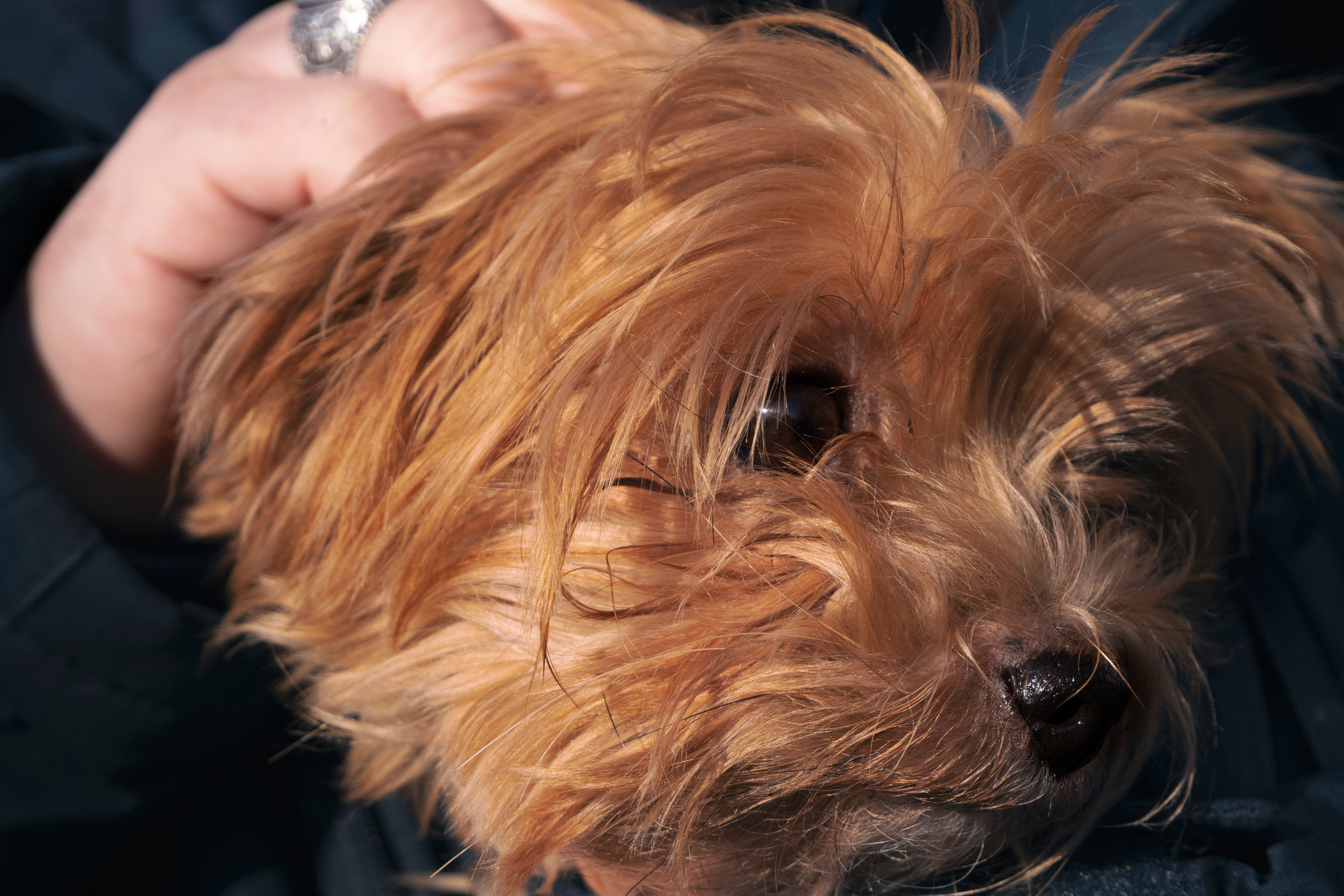 Fibi &Alex (Gomel). Фотограф (photographer) Lischinski Vitaliy