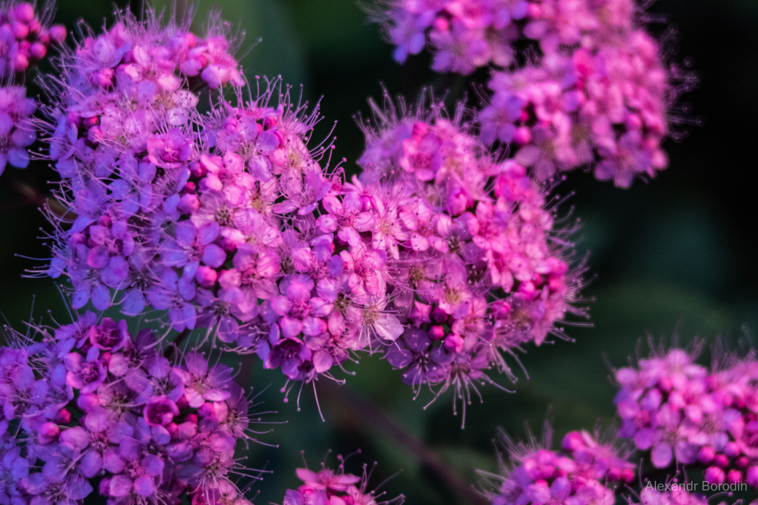Макро. Профессиональный фотограф Александр Бородин