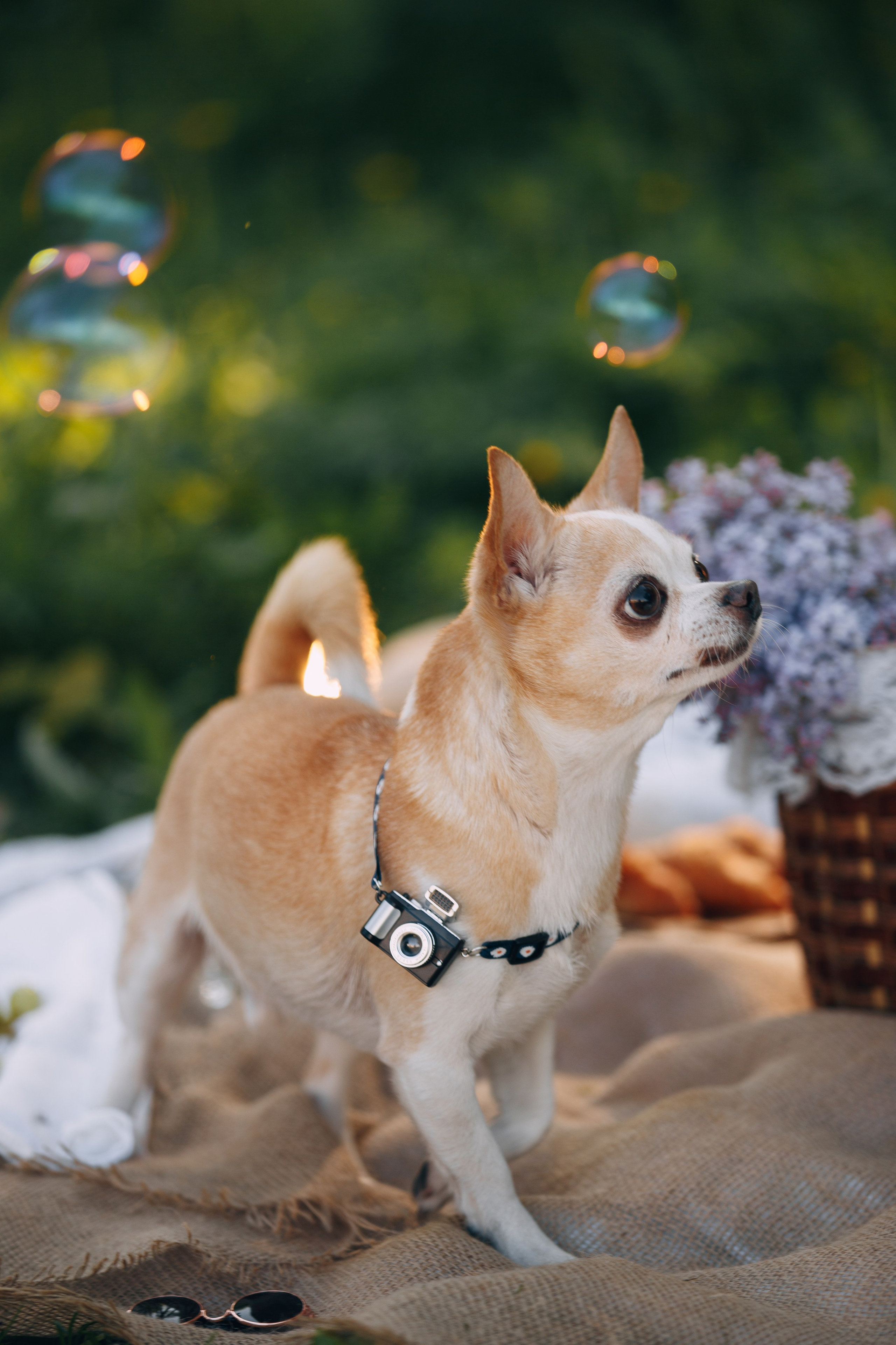 Оля, Патрик, Мейли и Джонни. Фотограф анималист Кристина Карпова, Москва