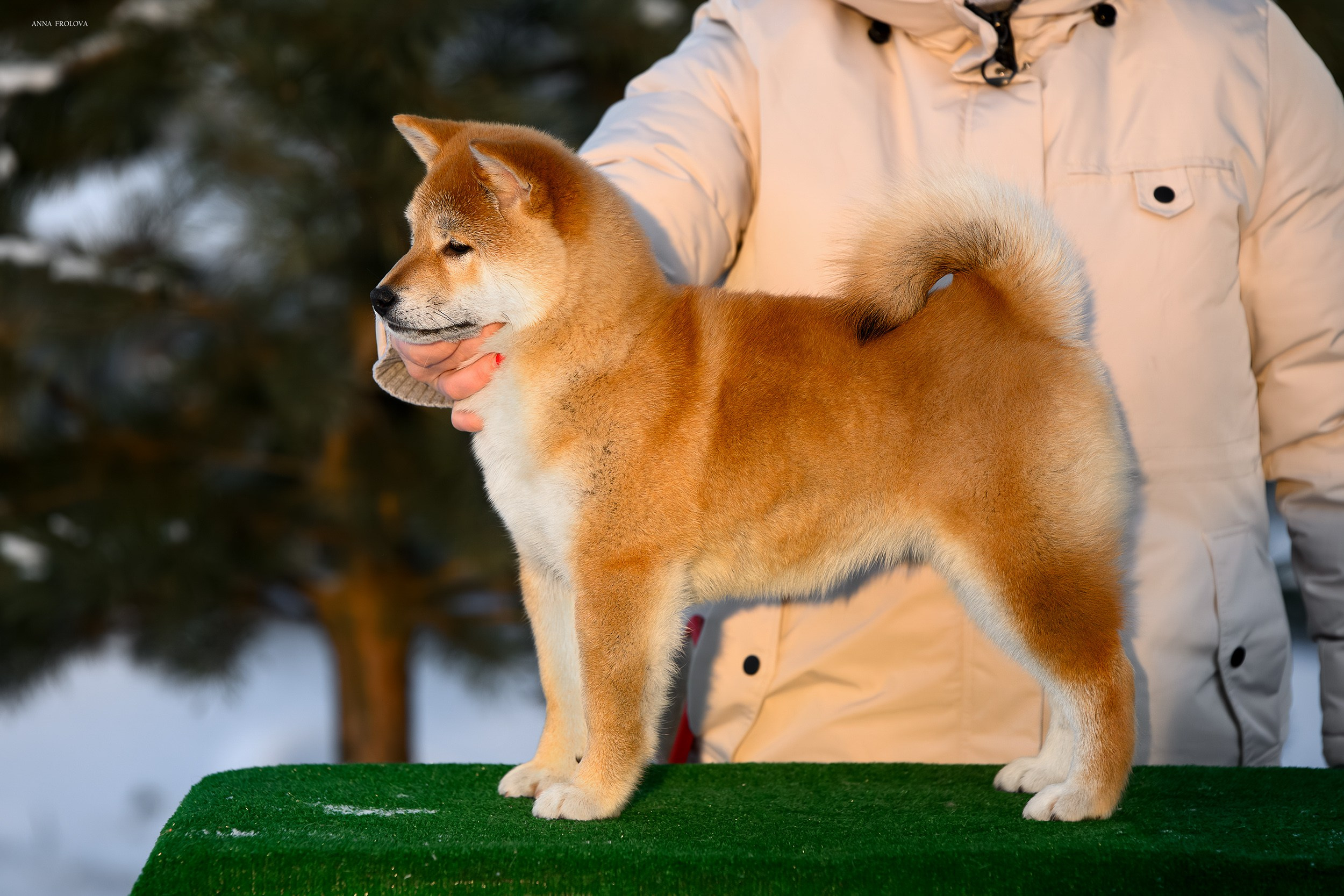 SHIBA. SHIOMARU Shiba and Akita Inu Kennel