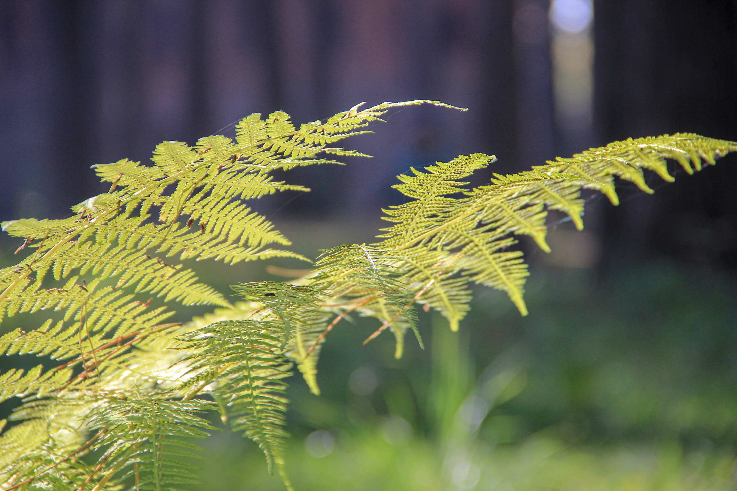 Осень. Ваш фотограф Северск | Томск
