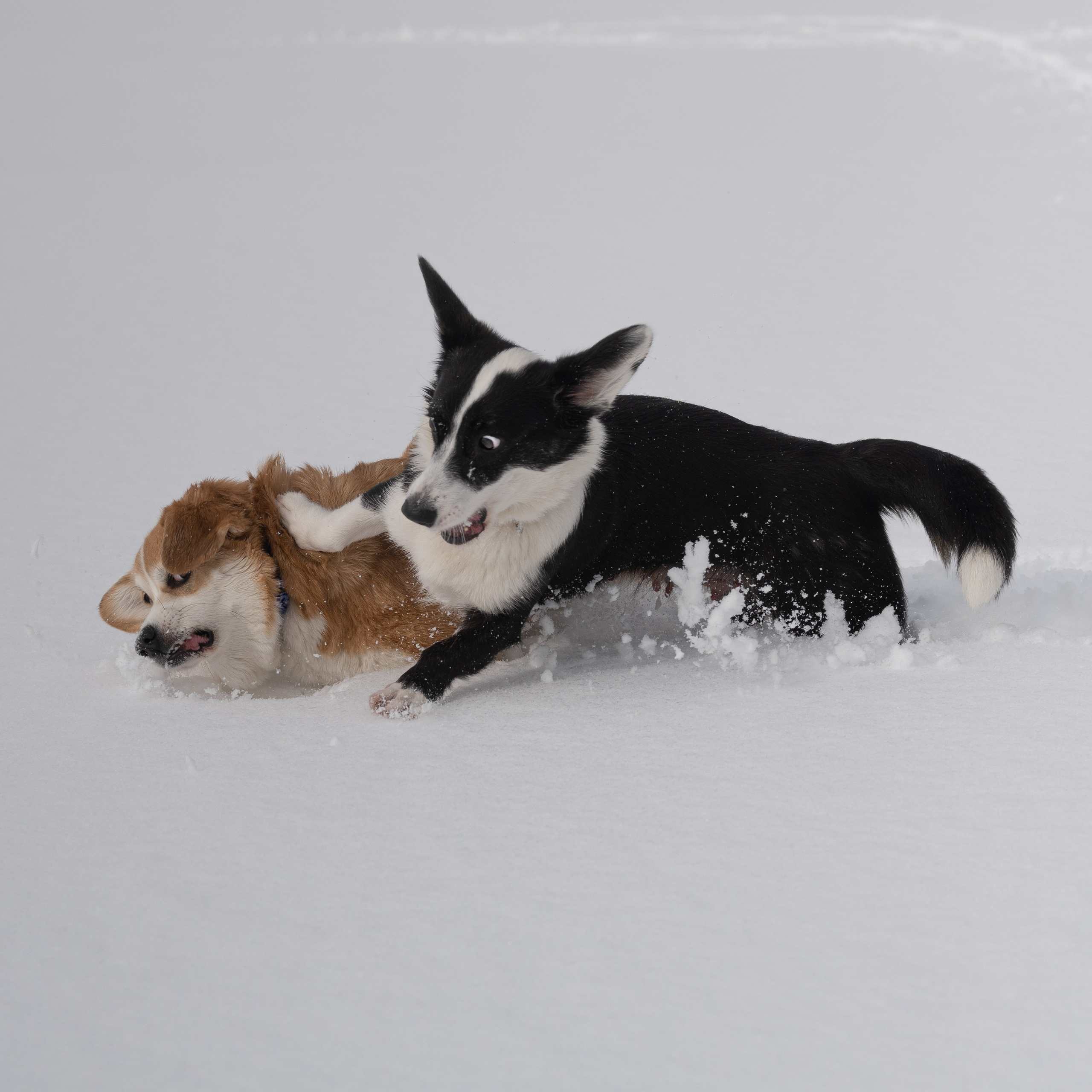 Вы и ваши питомцы. Фотограф в Санкт-Петербурге Александра Ладыгина