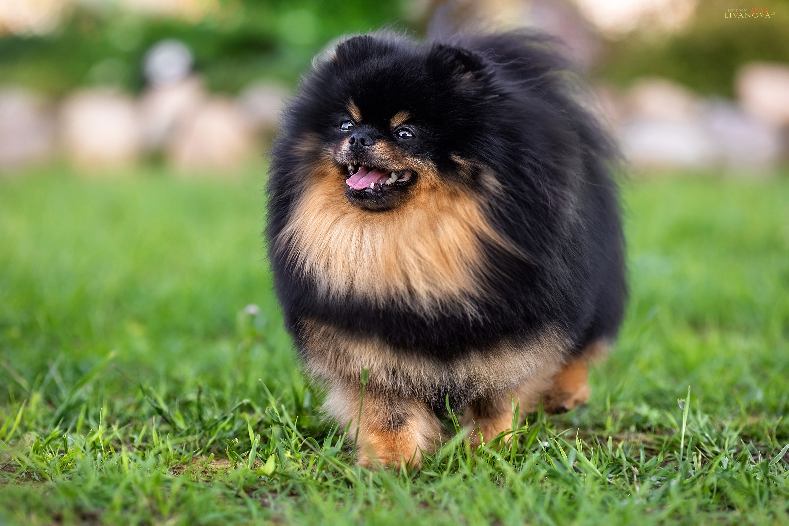 Шпицы. Фотограф анималист Аня Ливанова | Рыбинск