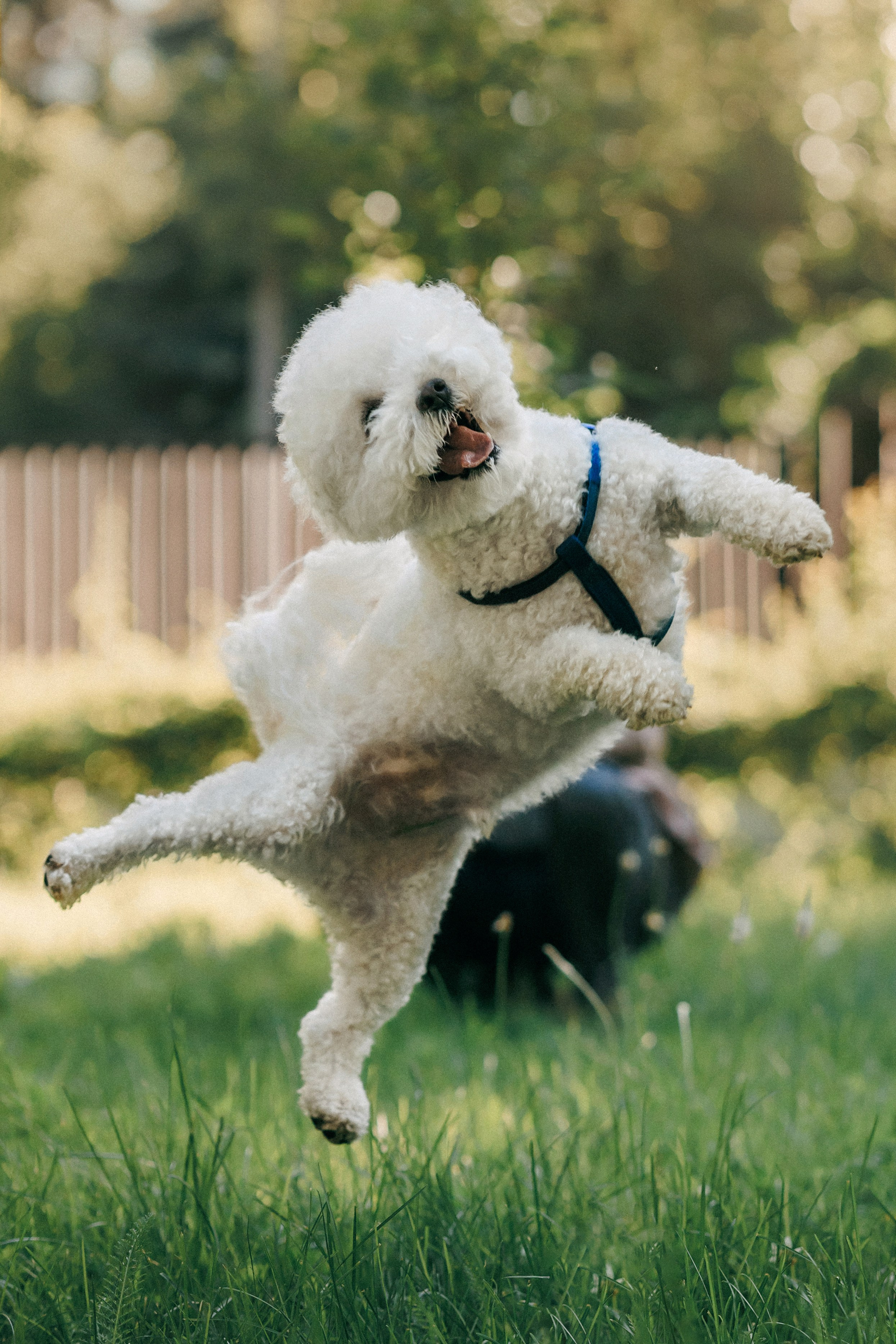 Марина, Данил и Бруно. Фотограф-анималист Елена Радченко, Москва
