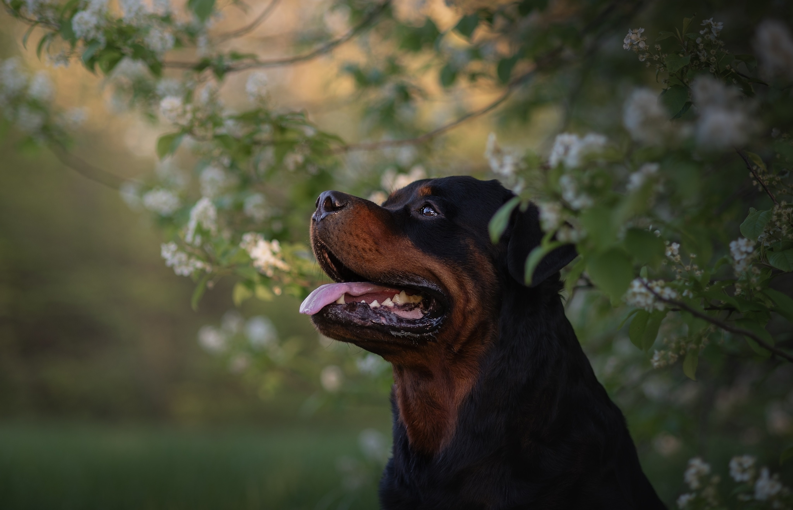 Портфолио. Фотограф анималист Ставрополь Яна Кудлай