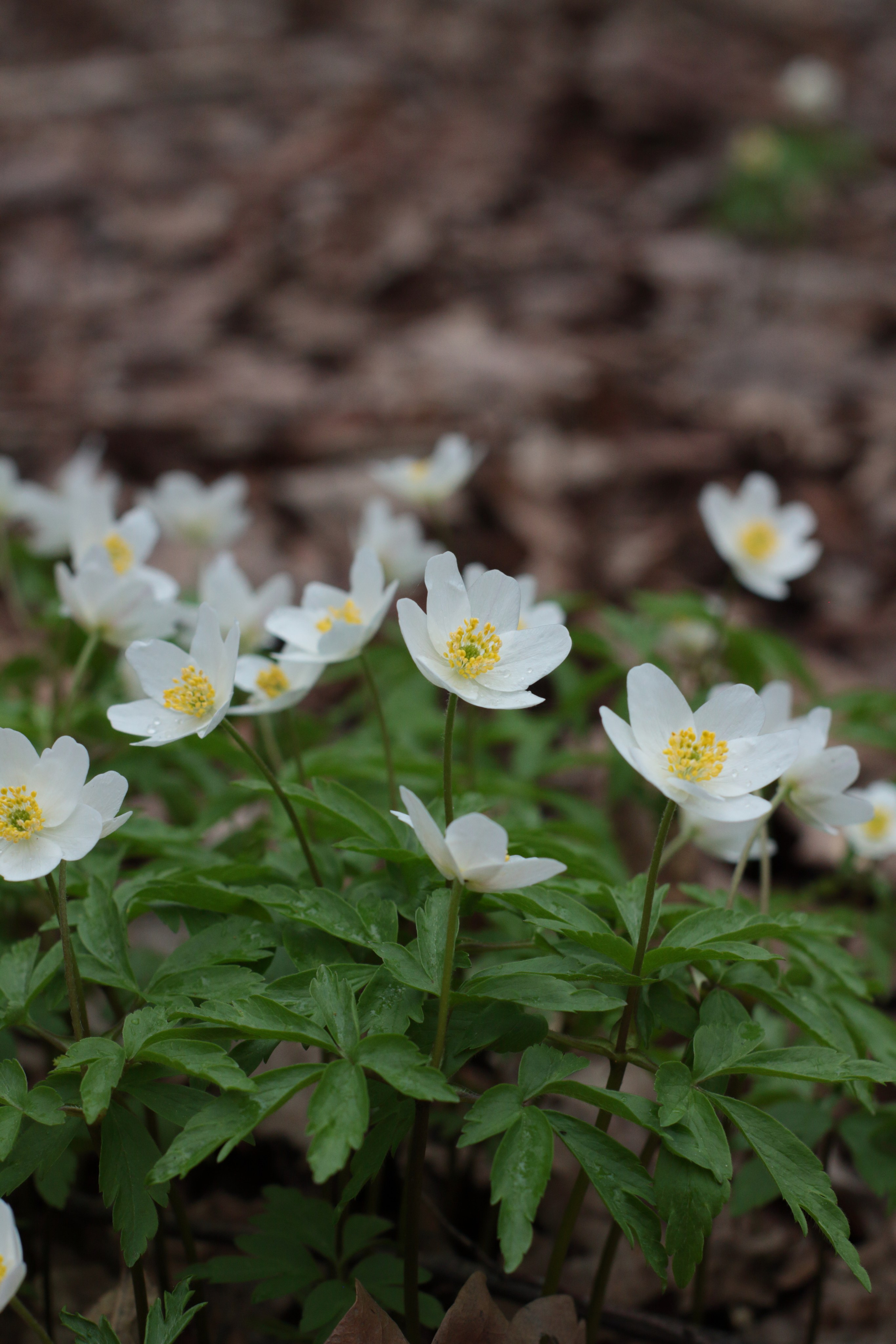 Старое природное, отбирала Katamount (Катерина Горохова). Главная