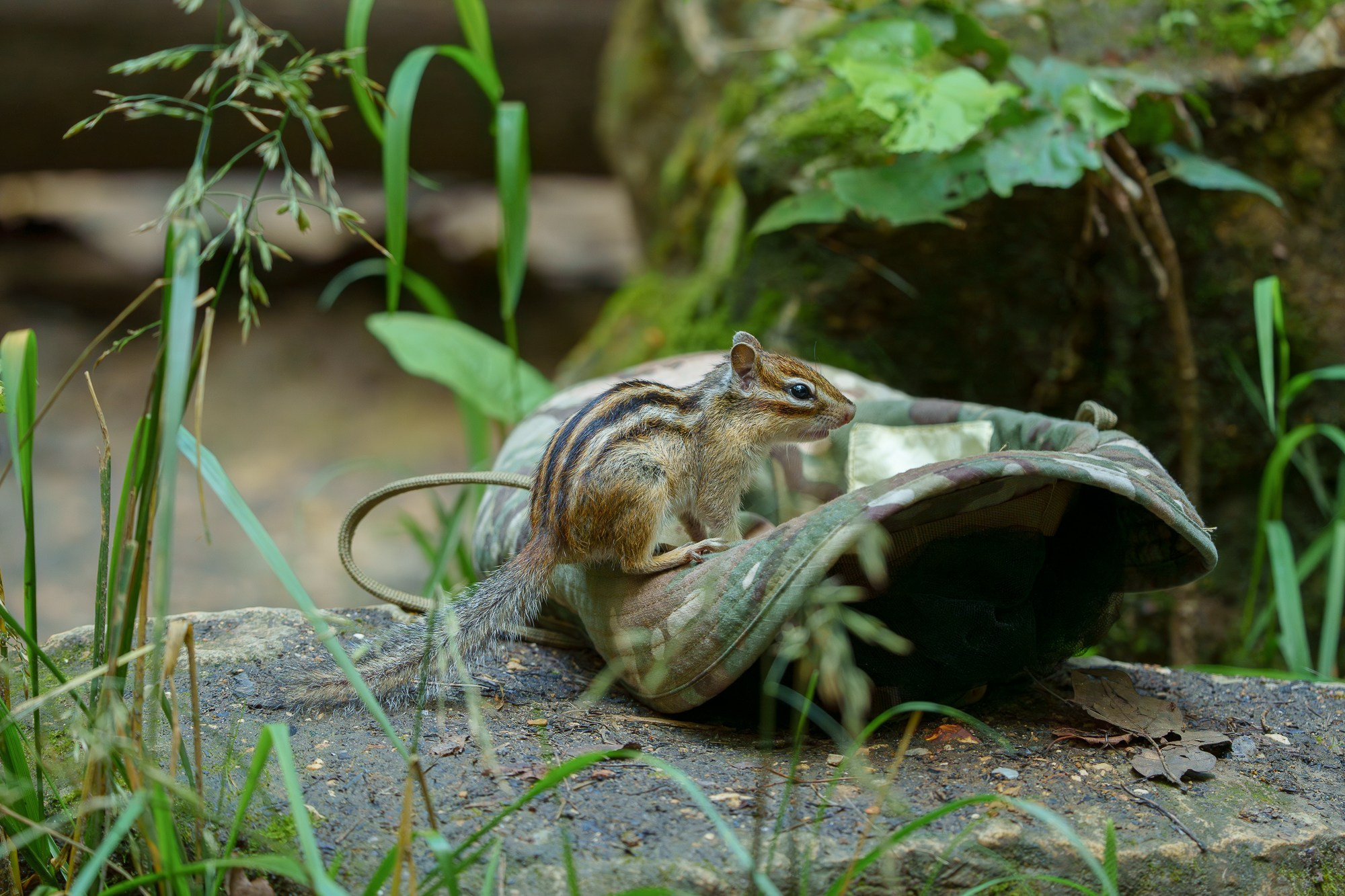 Животные. Ваш личный фотограф Марина Волкова