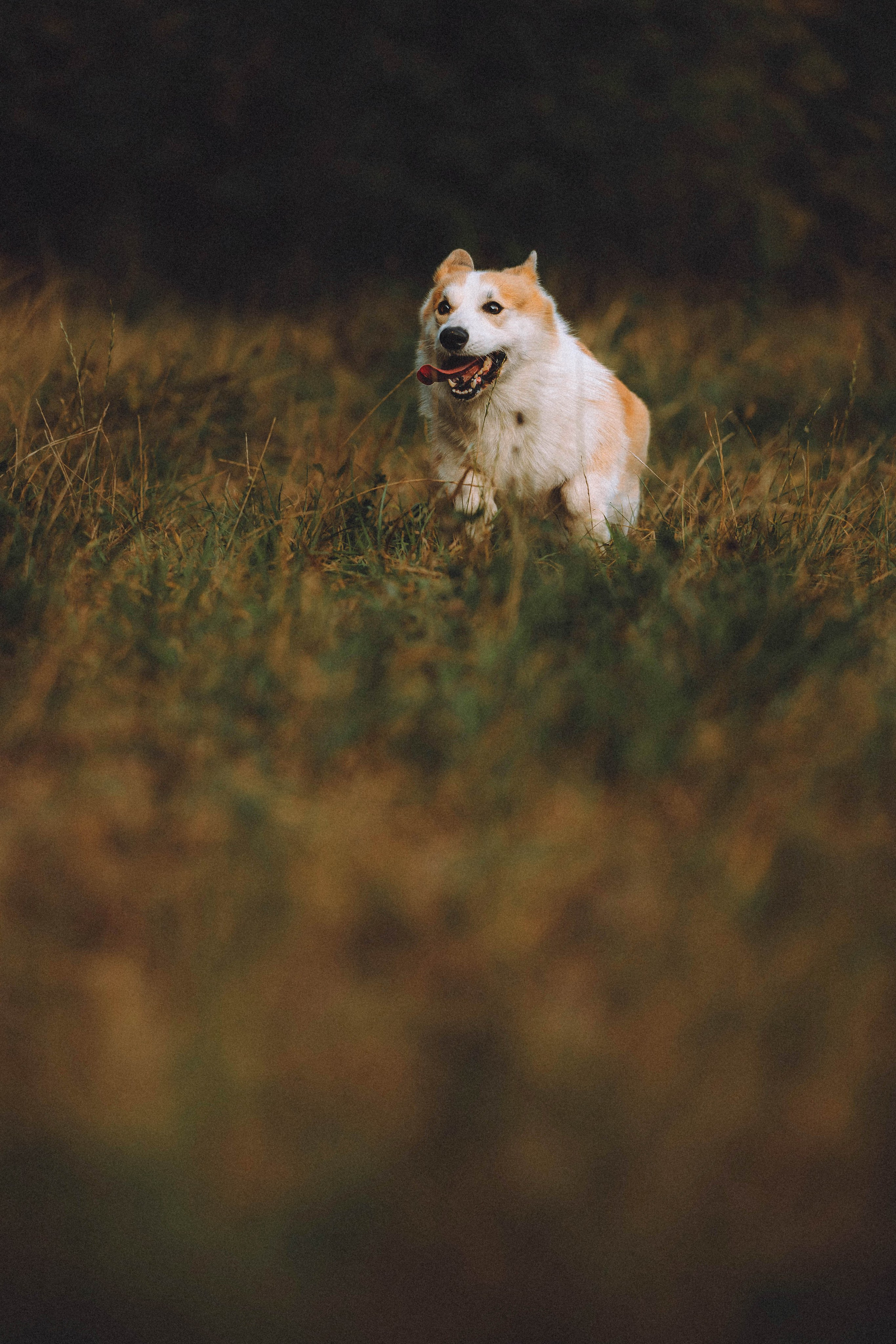 Арчи и его семья