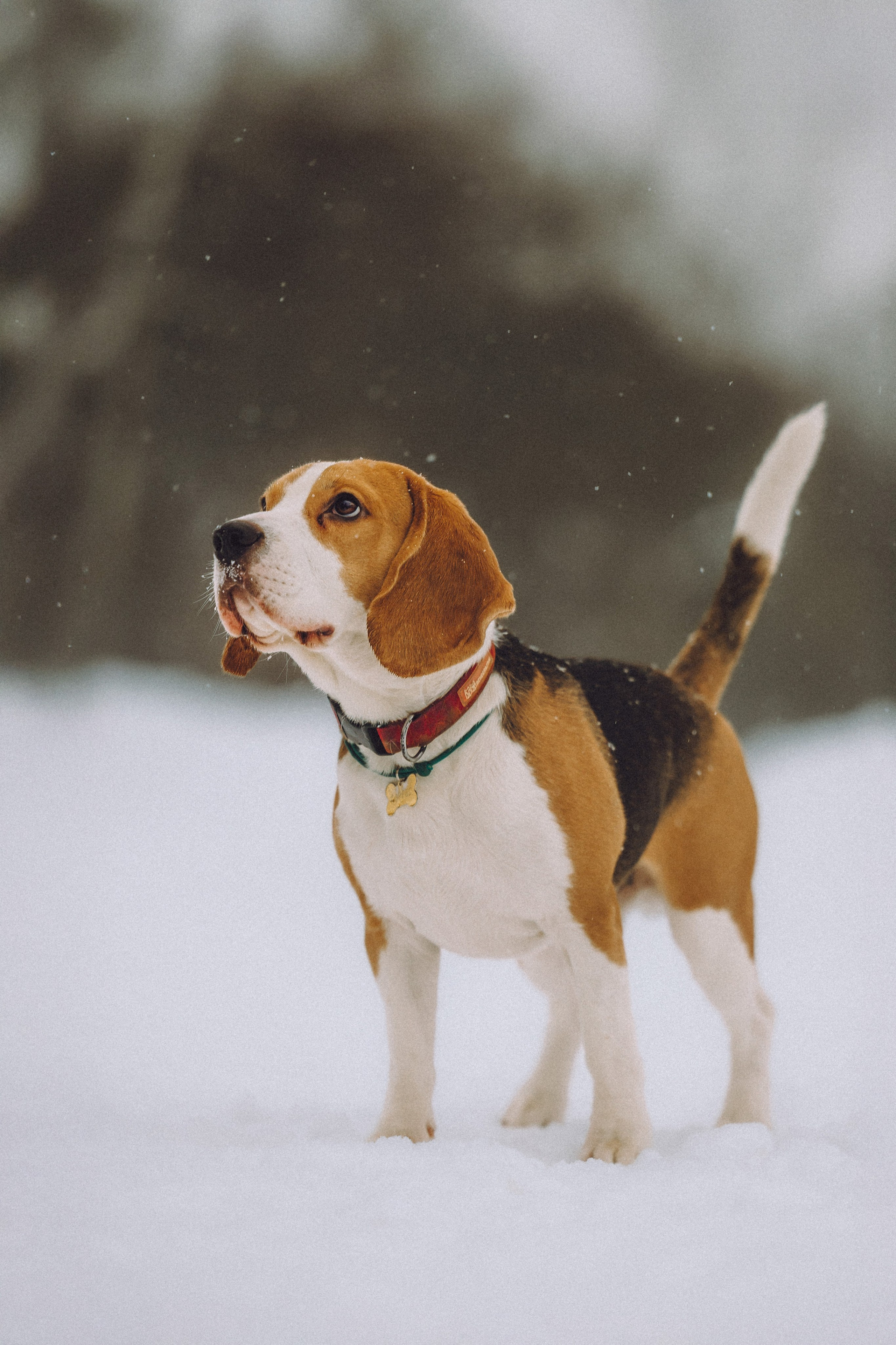 Роман, Портер и Коррес