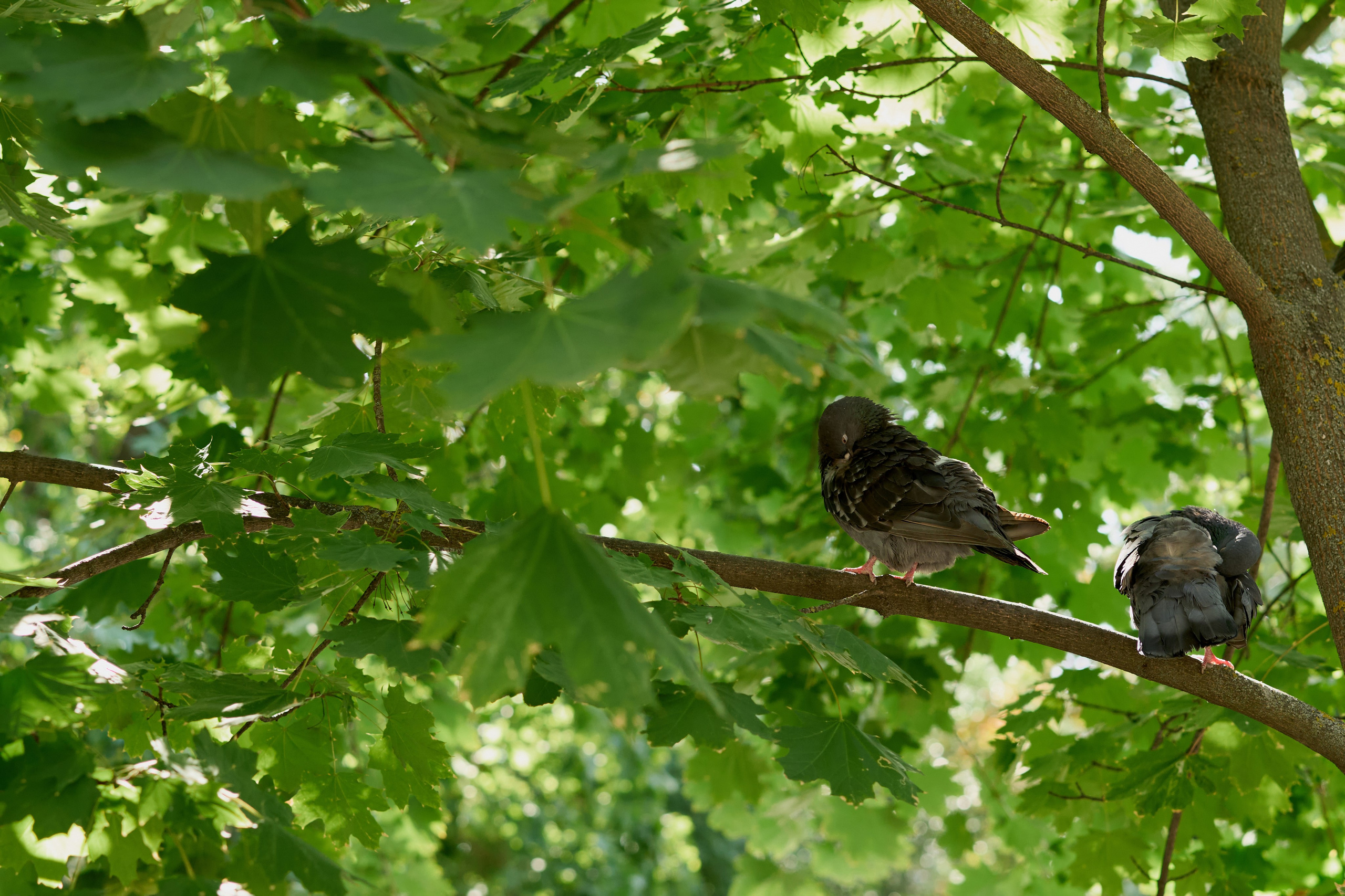 Юрий и Татьяна. Чумаков Алексей Фотограф|Видеограф свадебные, индивидуальные, семейные, репортаж