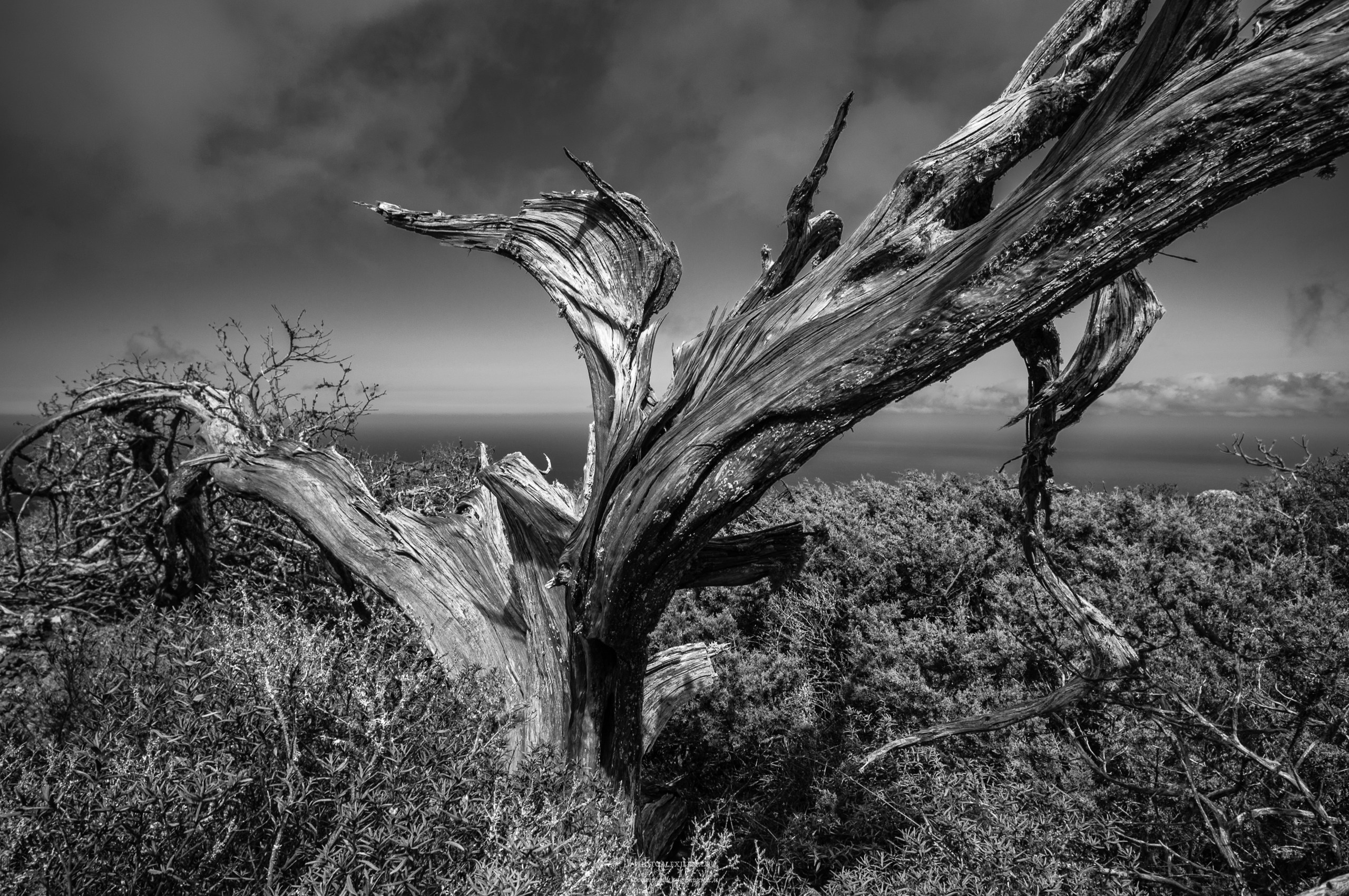 Всем ветрам назло. Авторские стильные фотокартины