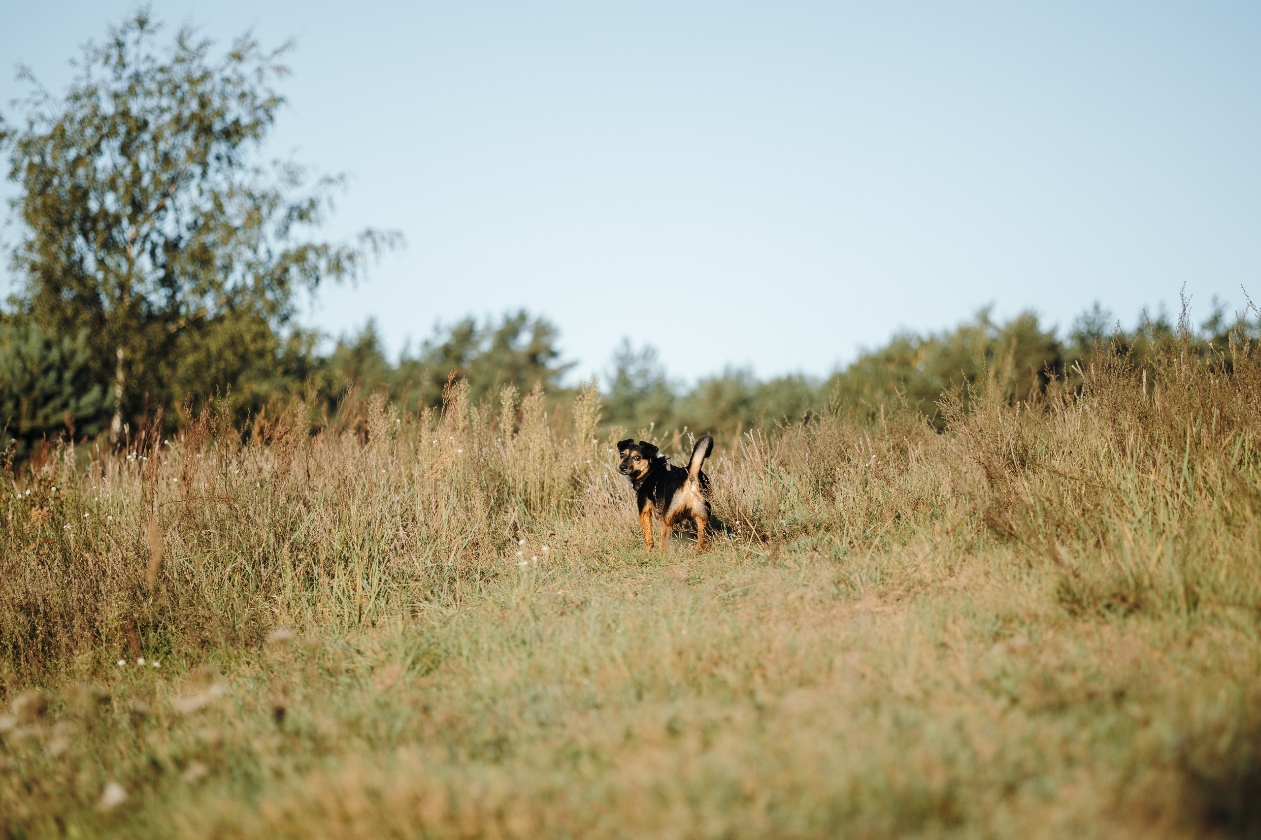 Ольга и Рекс. Фотограф — Анималист | Санкт-Петербург