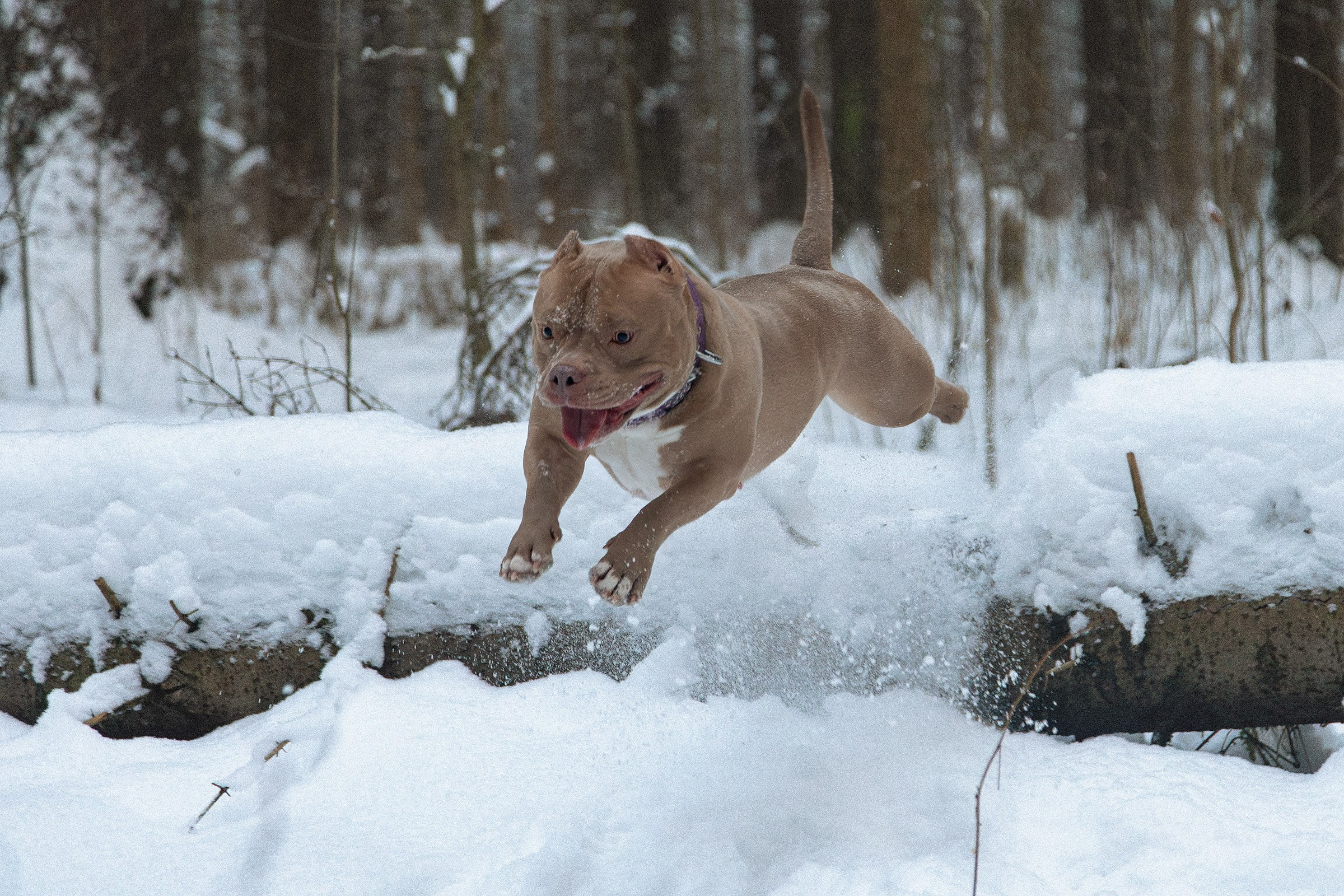 Американский булли Тесла. Htykk_photo