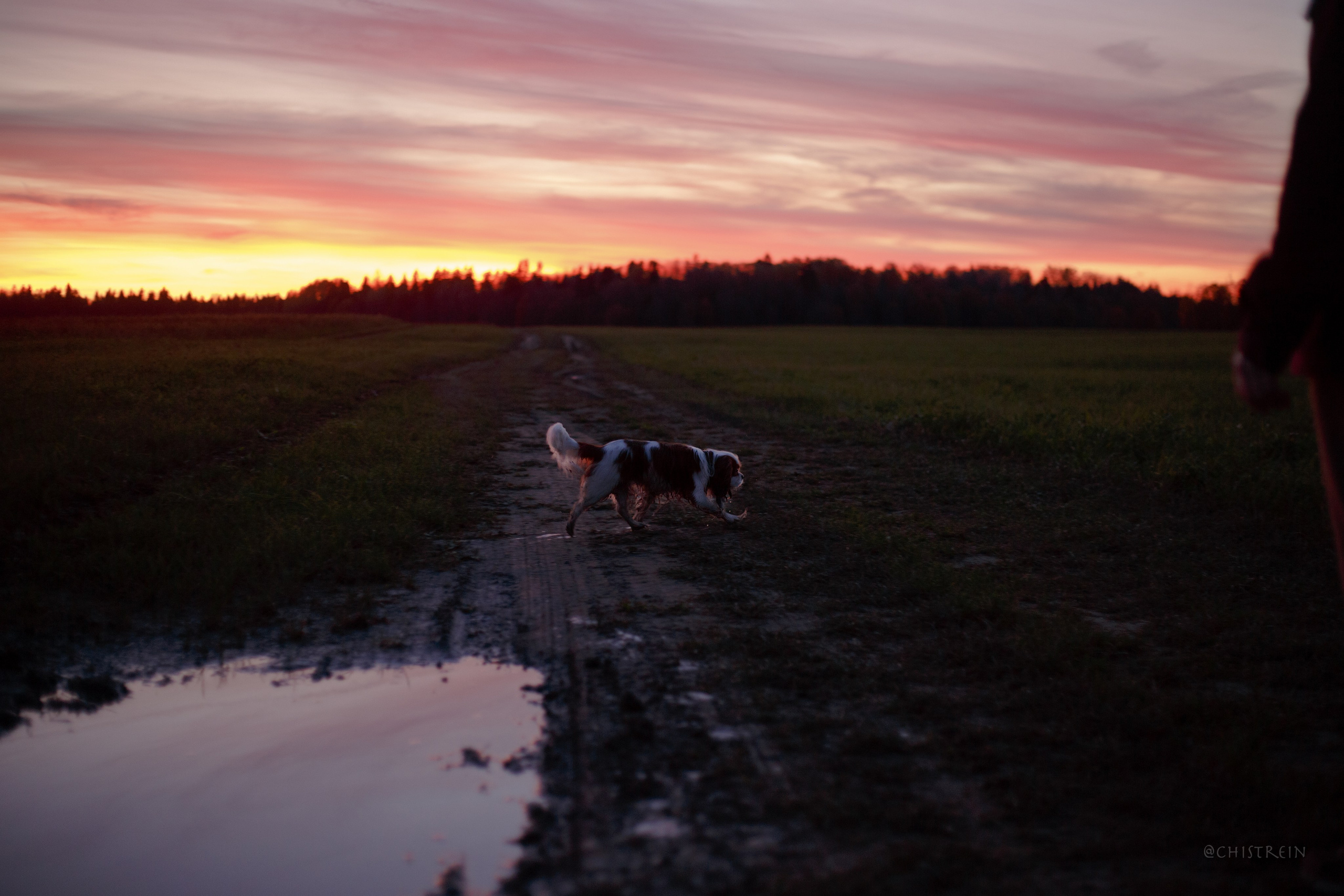 Октябрьский закат в полях. Алина и Лео. Фотограф-анималист Наталия Чистюхина в г. Сосновый Бор и ЛО