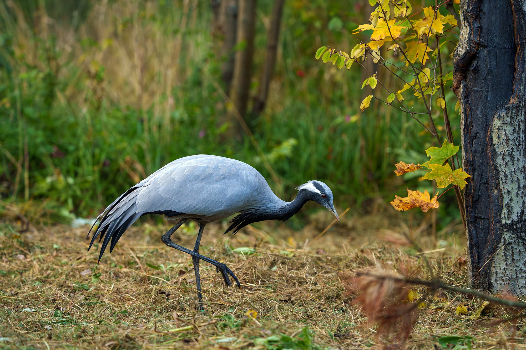 Удивительные мир птиц. Вокруг нас столько прекрасного — присмотритесь!. Ваш личный фотограф Марина Волкова