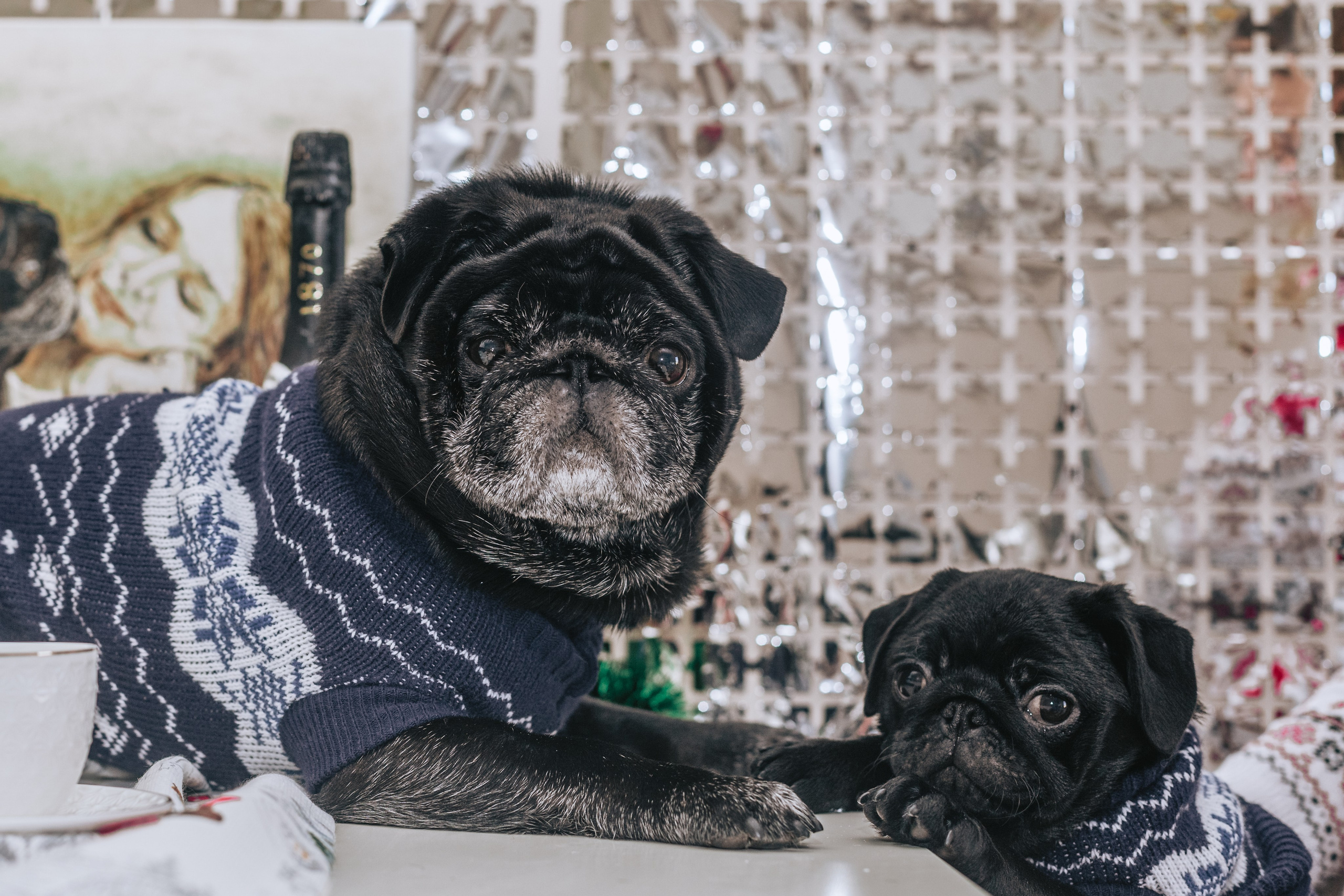 Домашняя фотосессия Оли и двух ее мопсов. Фотограф-анималист Татьяна Степанова