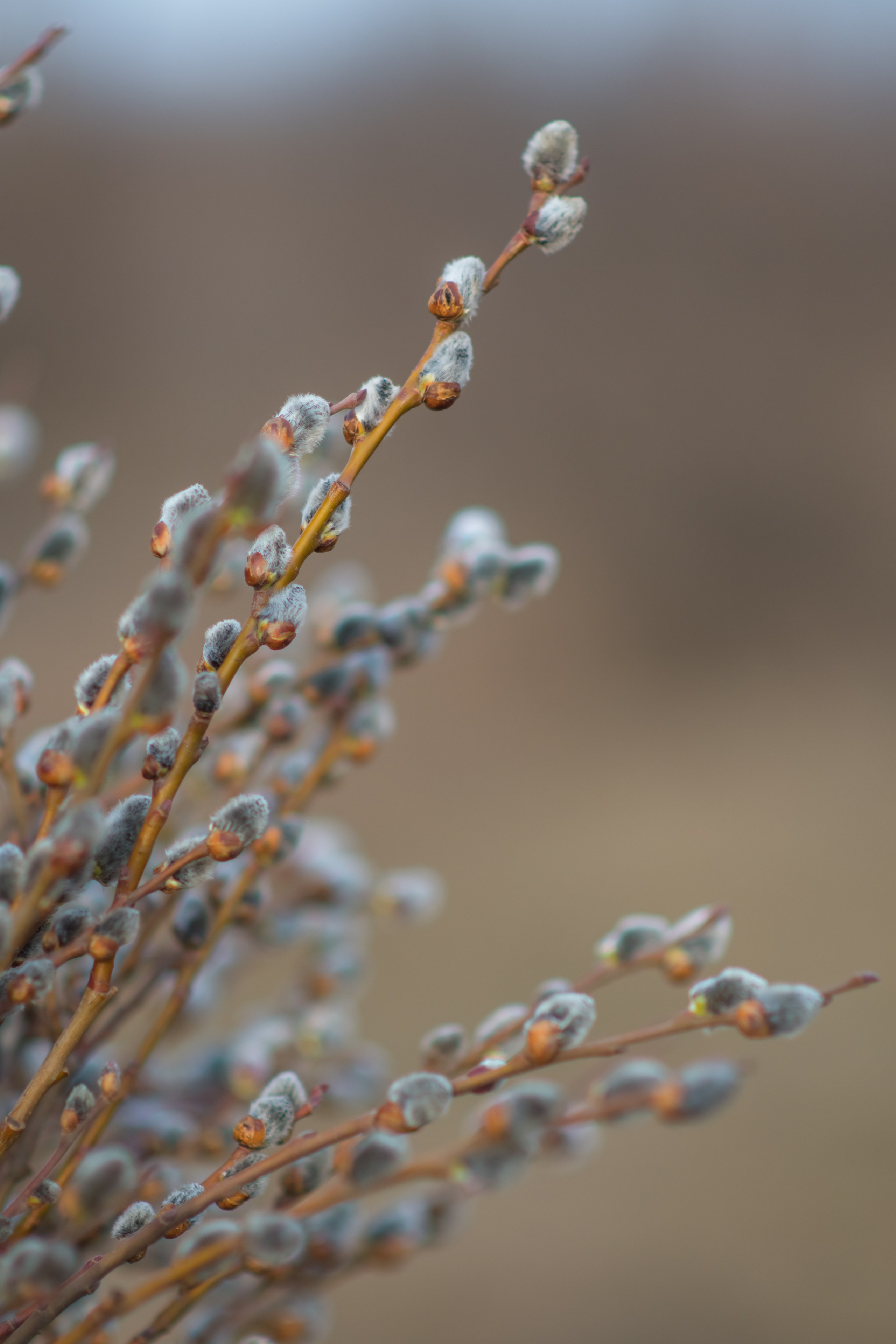 Весна. Фотограф Ольга Холина|Дебальцево