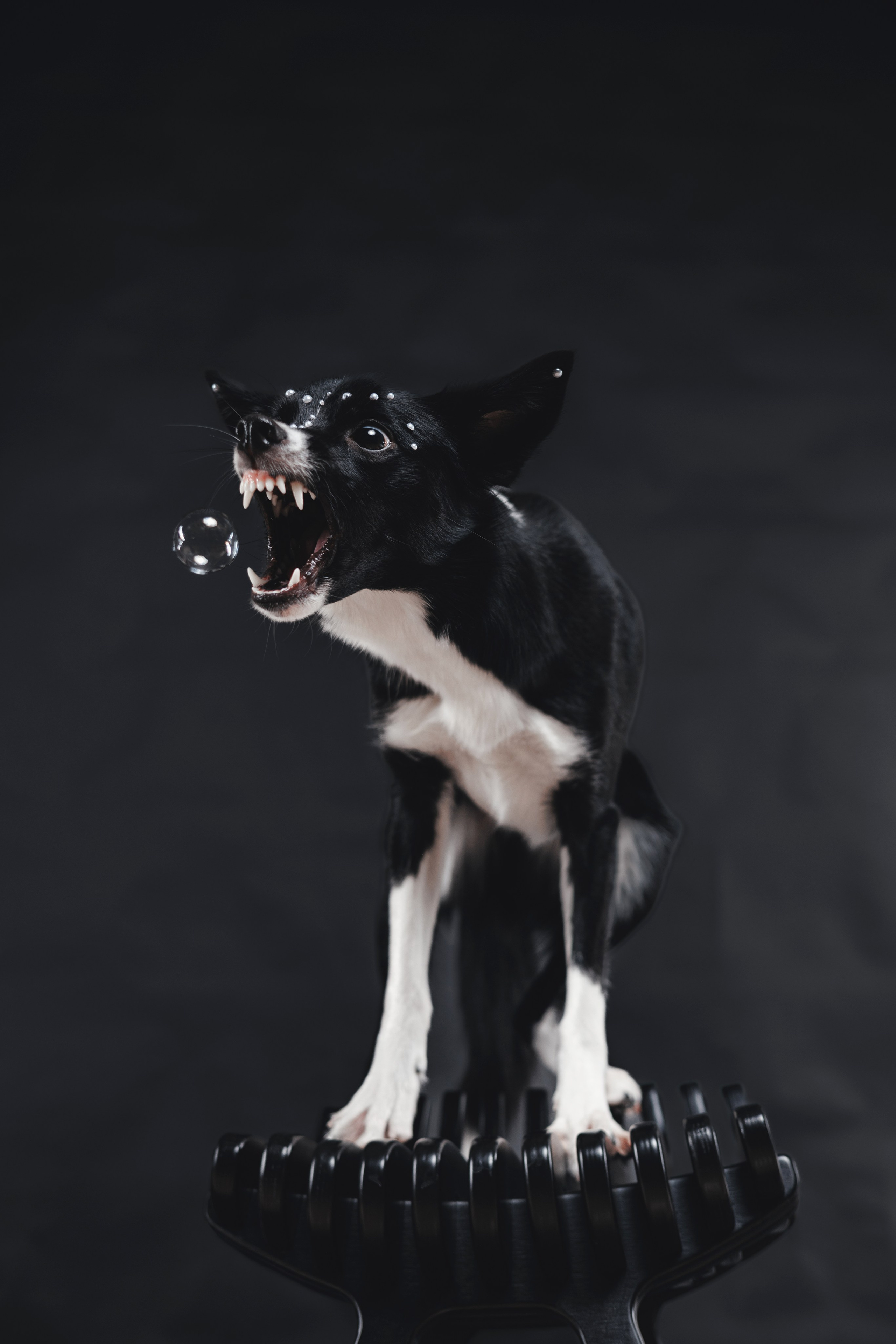 Рей в студии. Фотограф — анималист Владивосток, Алина