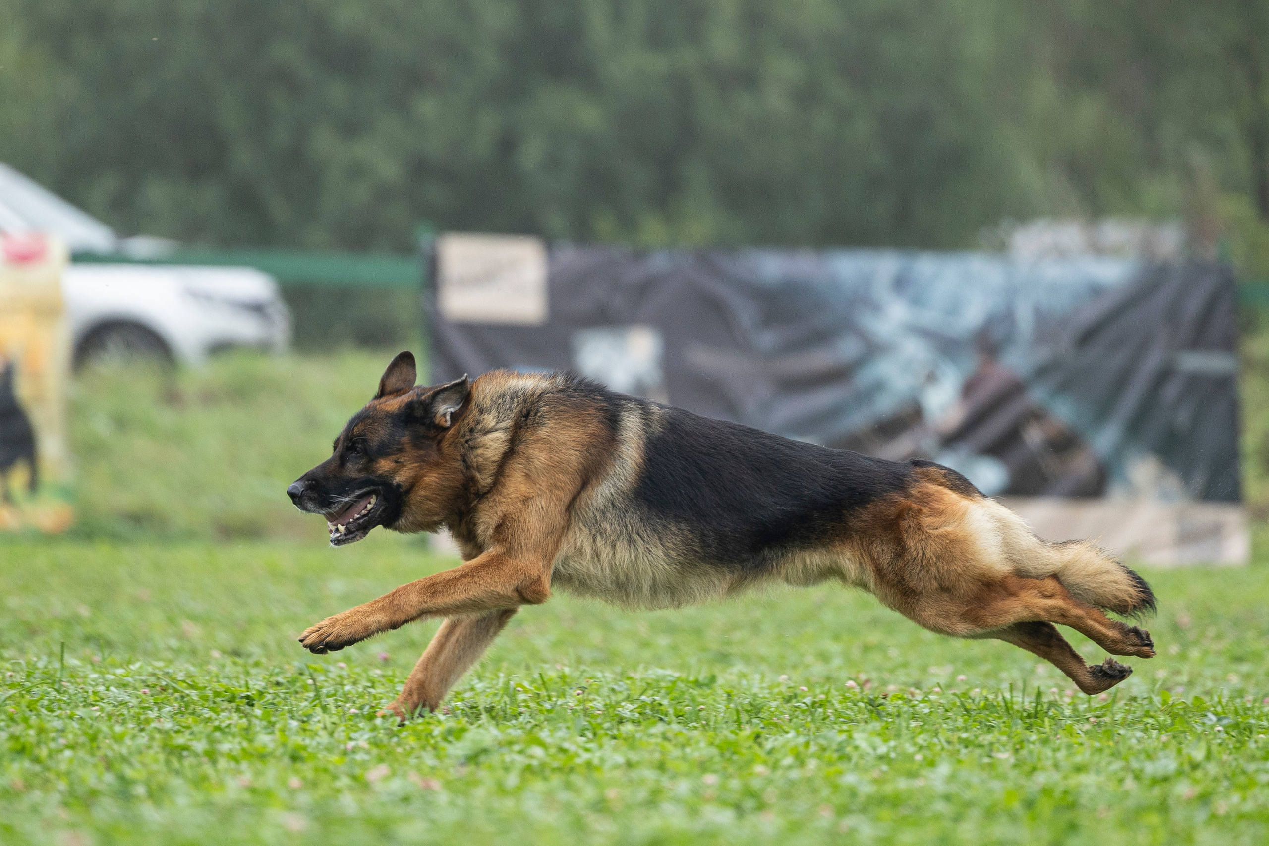Соревнования по Мондьорингу г. Вологда 10-11.08.2024. Фотограф-анималист Анна Маринич