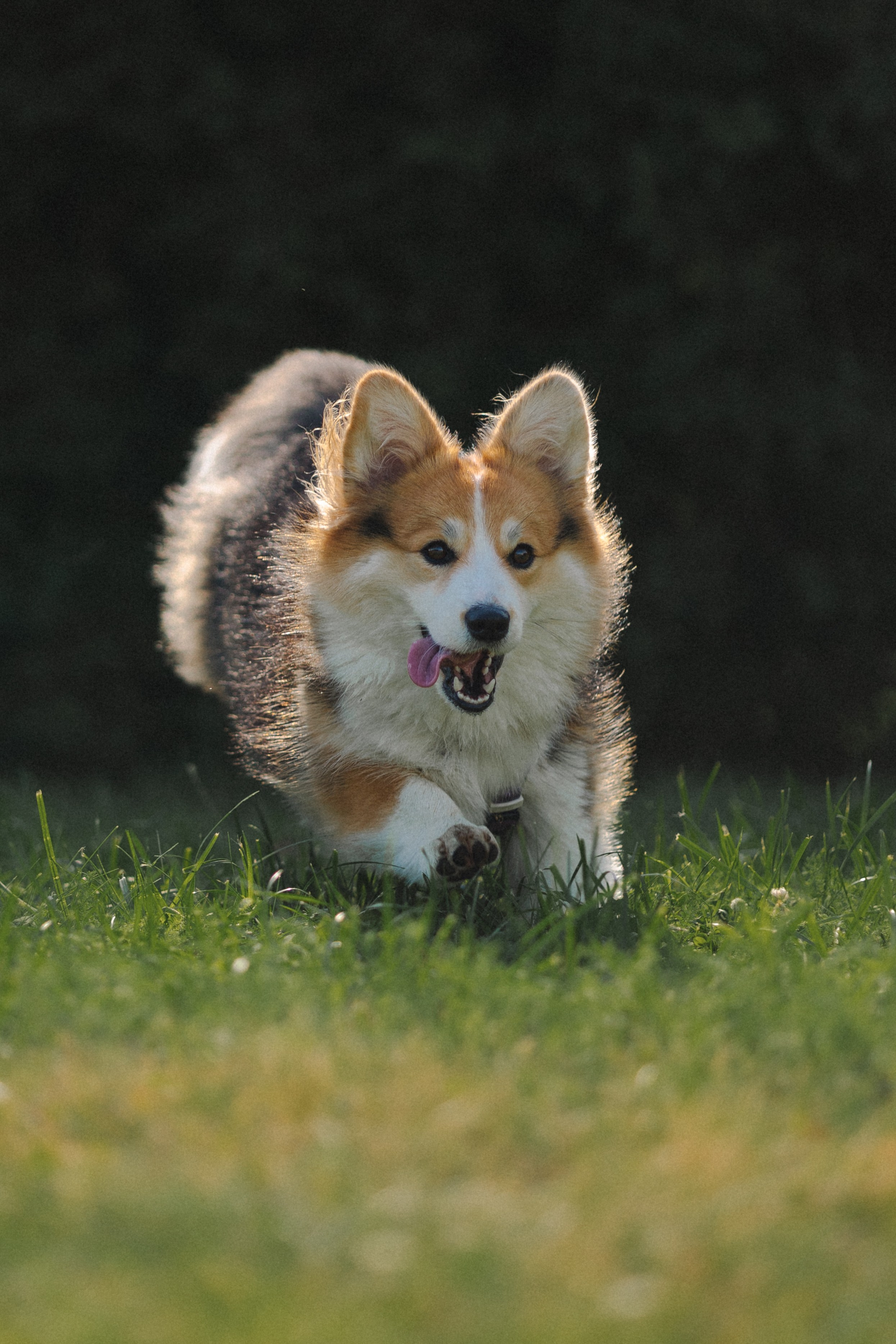 Мишель и Влада. Фотораф — анималист Мария Шистка