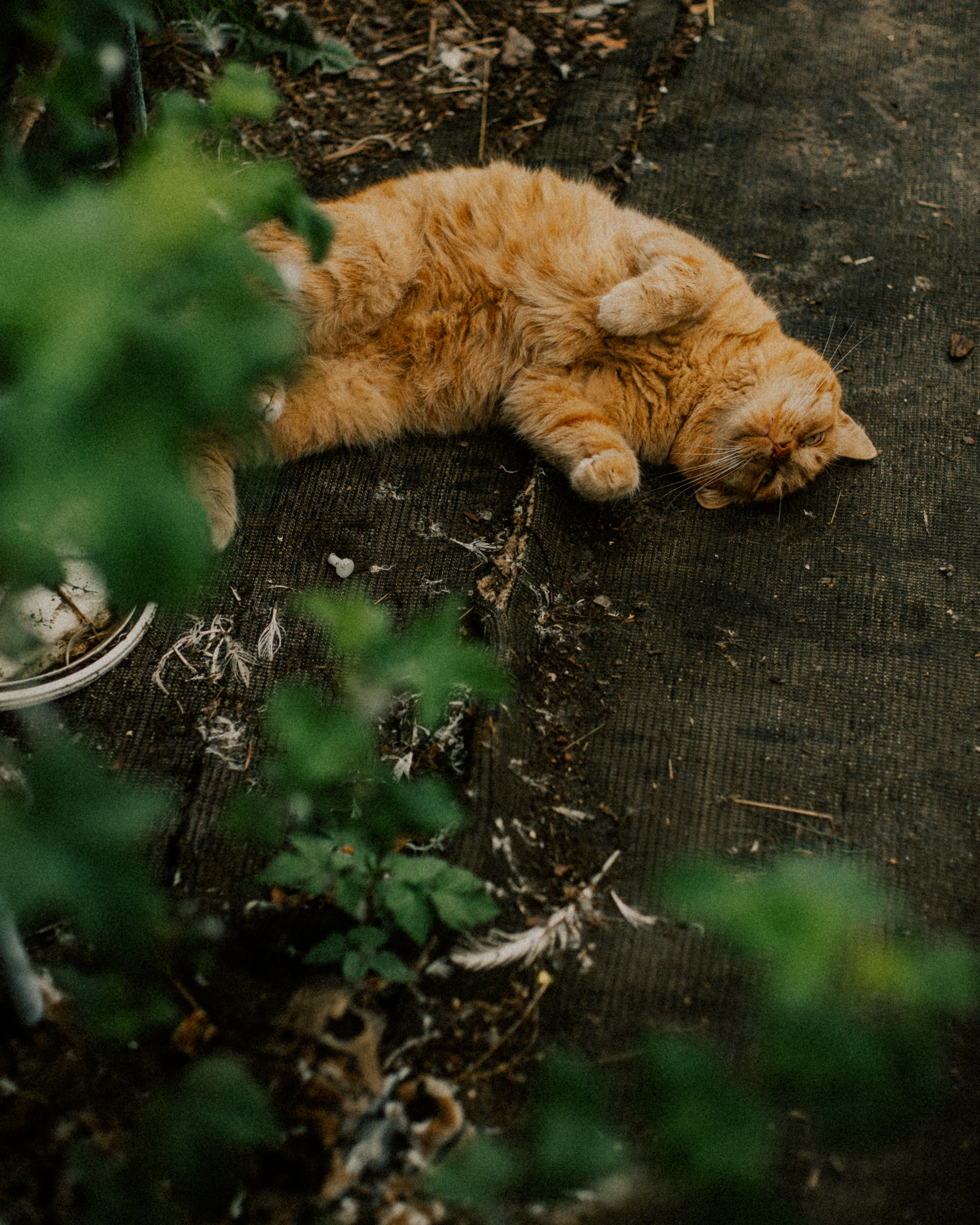 Юля в деревне. ФОТОГРАФ Екатеринбург Москва Анастасия Замесина