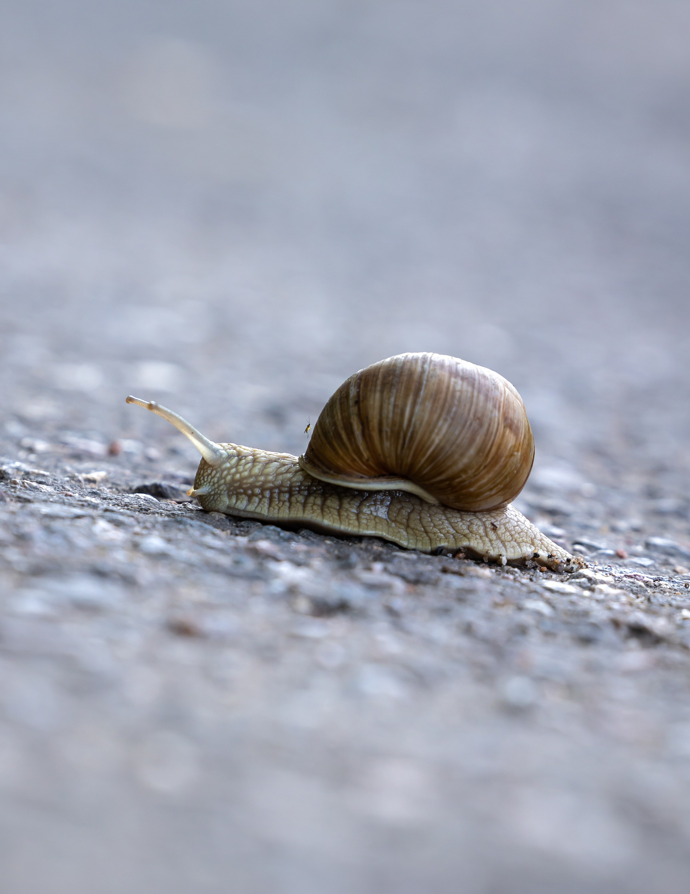 Животные. Фотограф Владимир Охрименко