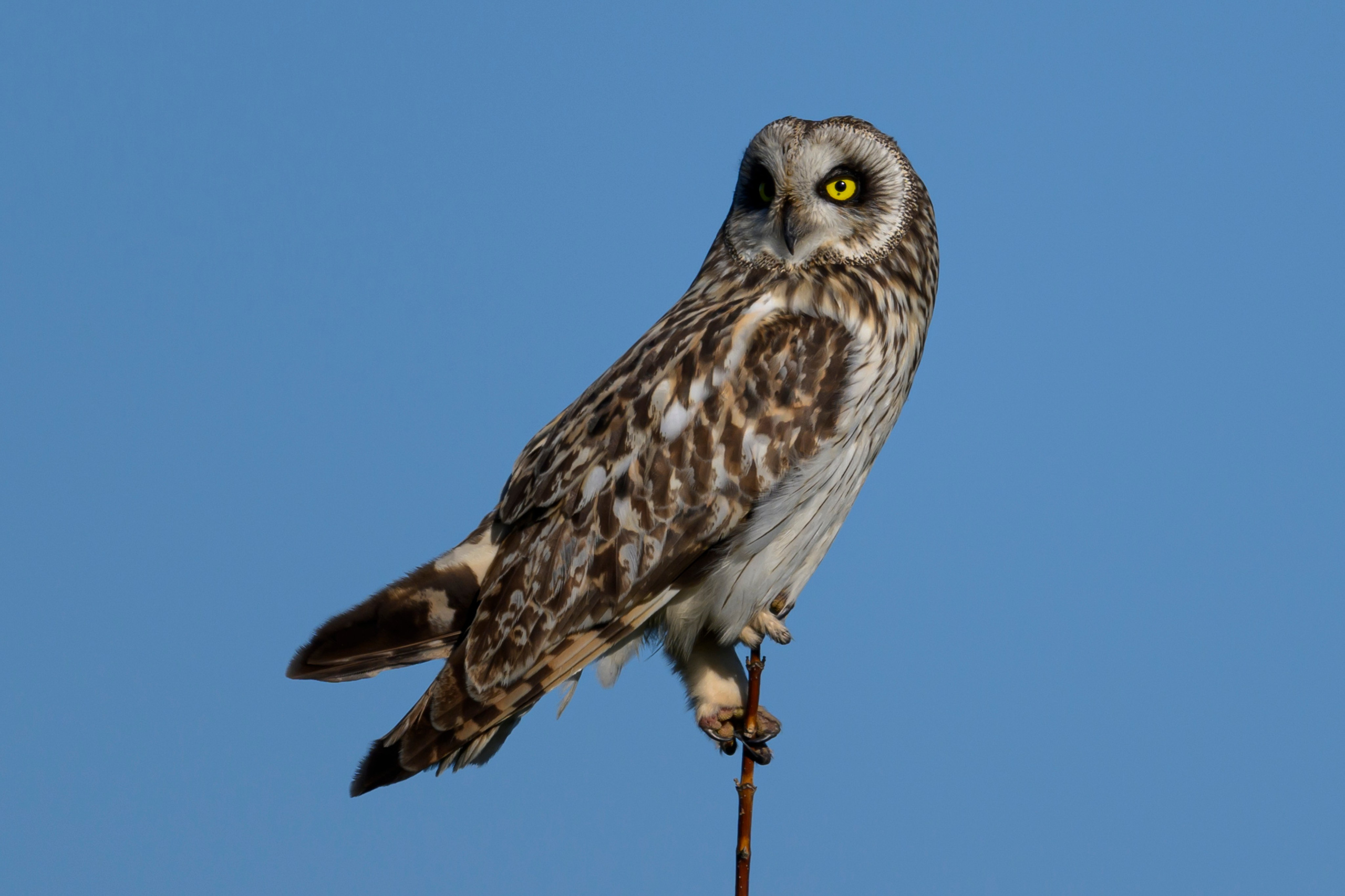 Short eared owl. Wildlife photography by Sergey Puponin
